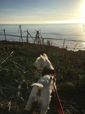 I was so moved by how passionate, loving and responsible Scott is concerning his work with dogs