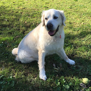 Scott is the best with my dog