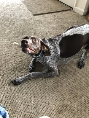 His walkers and caregivers do an excellent job