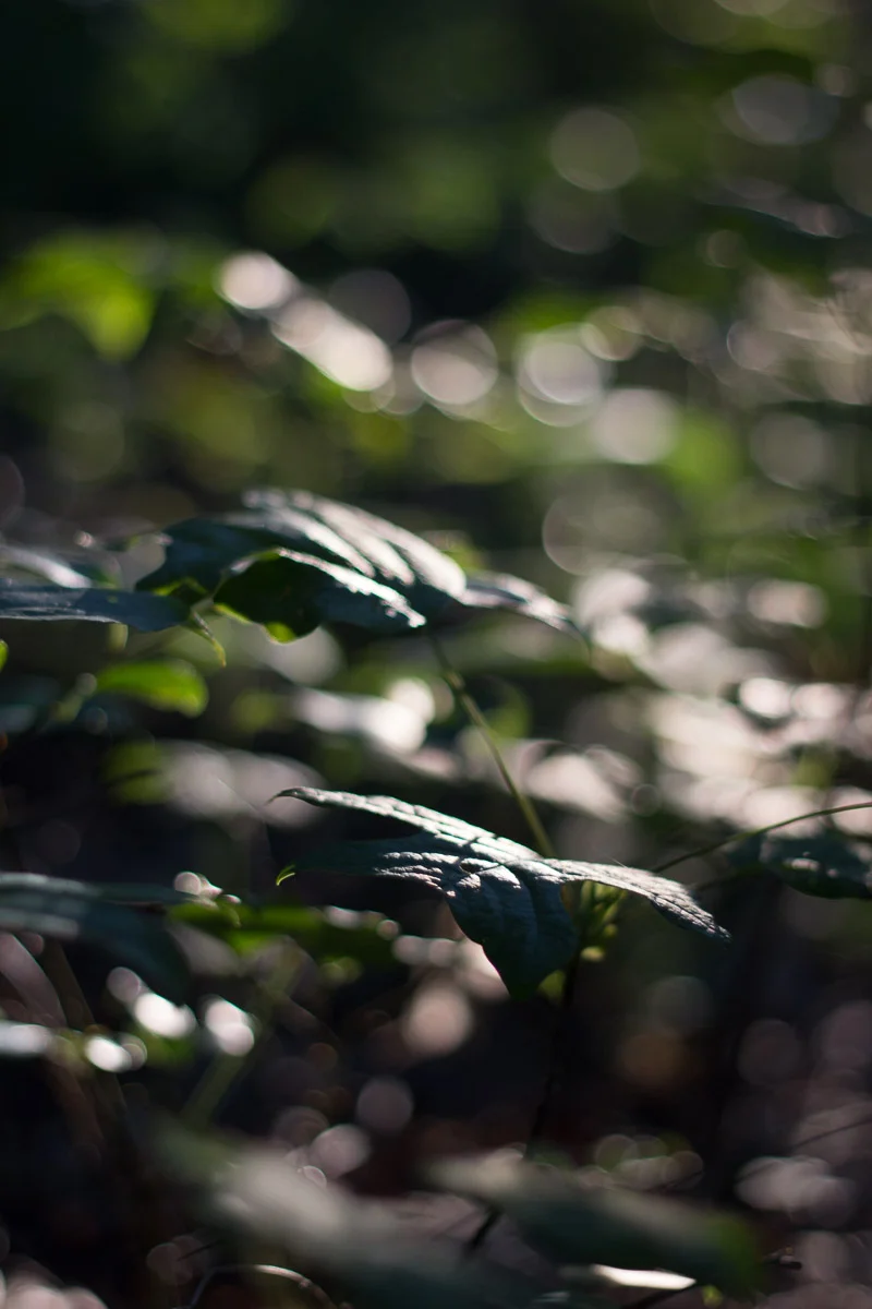 Sam Sang Just Like David Byrne