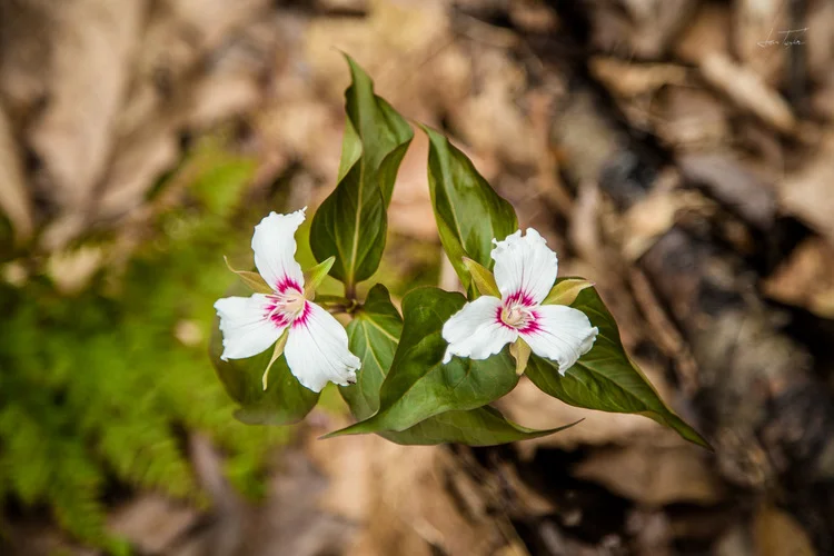 Trillium otter.jpg