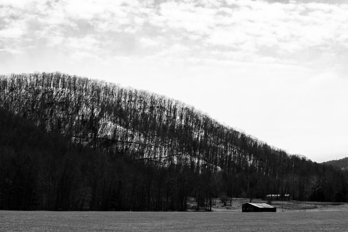 Seedling: Chapter Two