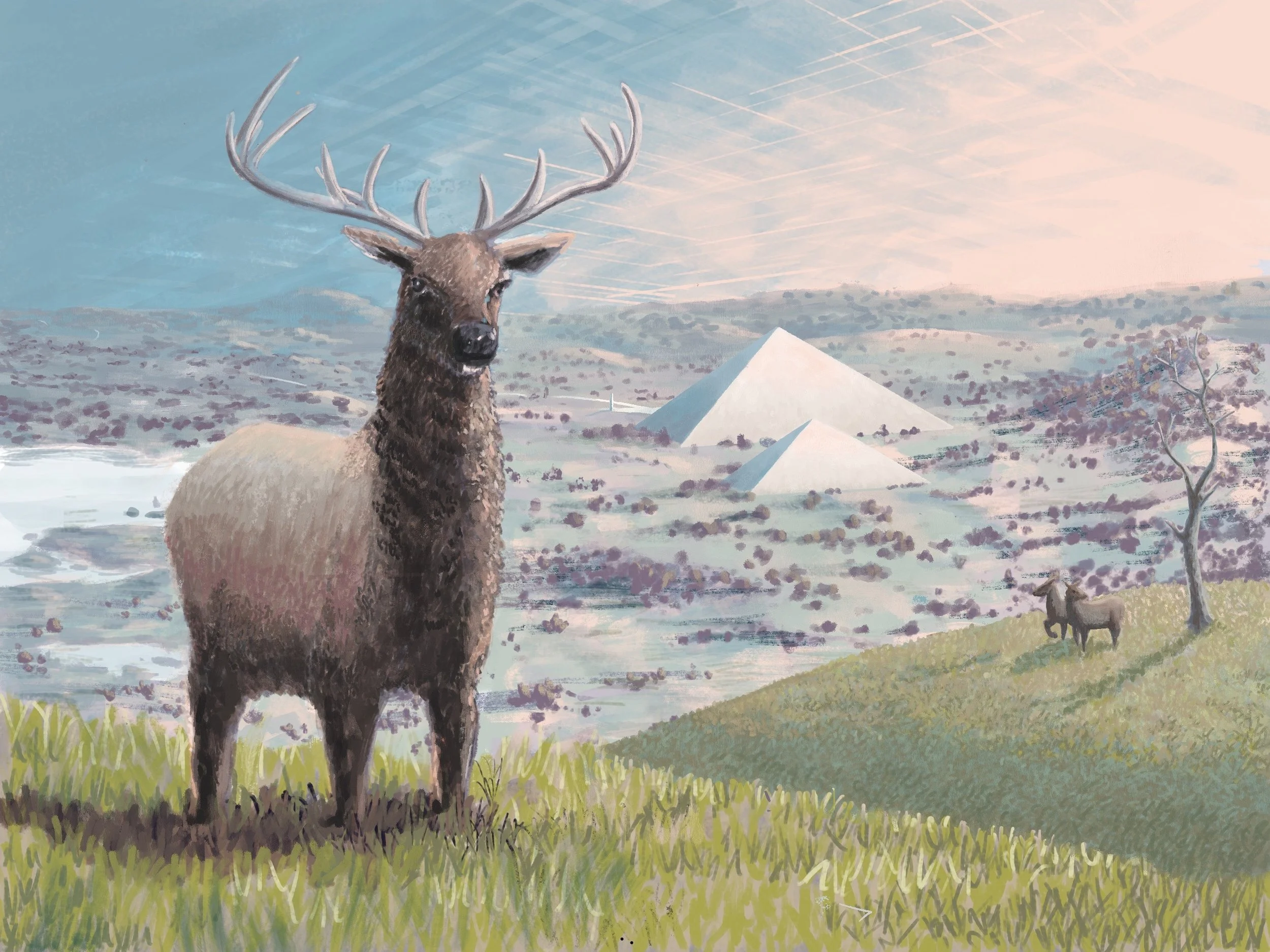 Tule Elk.JPG