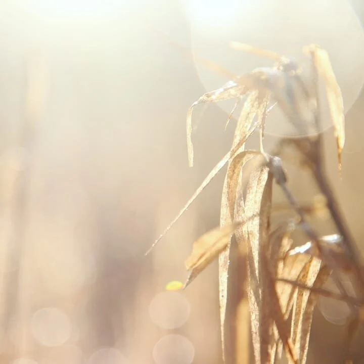 &quot;You can
die for it - 
an idea,
or the world. People

have done so,
brilliantly,
letting 
their small bodies be bound

to the stake, 
creating
an unforgettable
fury of light. But

this morning,
climbing the familiar hills
in the familiar
fabric 