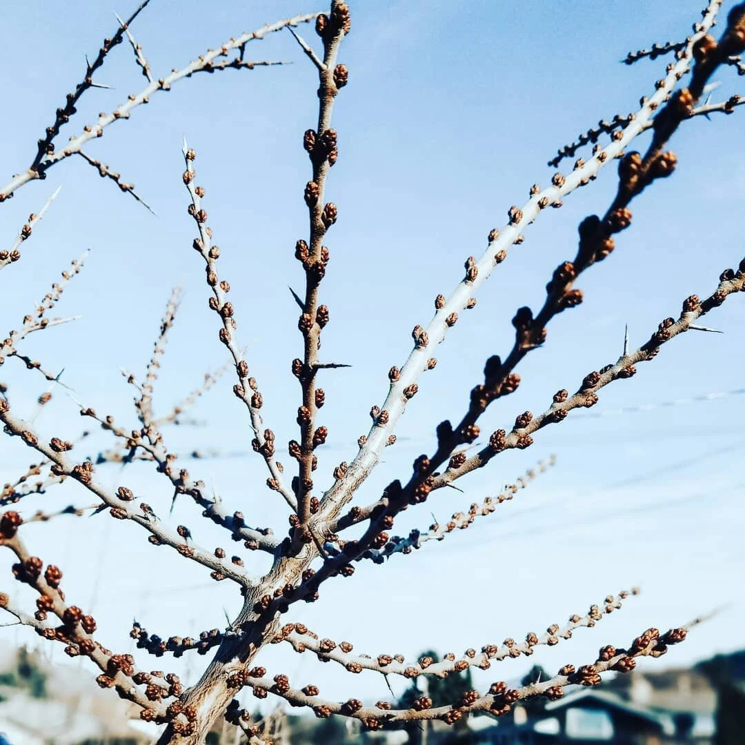 Spring is on the horizon.
At first glance, my yard still looks pretty brown and dormant,
but with a closer look I am finding new buds everywhere...
These are a promise, of new life to come. 

Are there areas of your life that are feeling sort of dorm