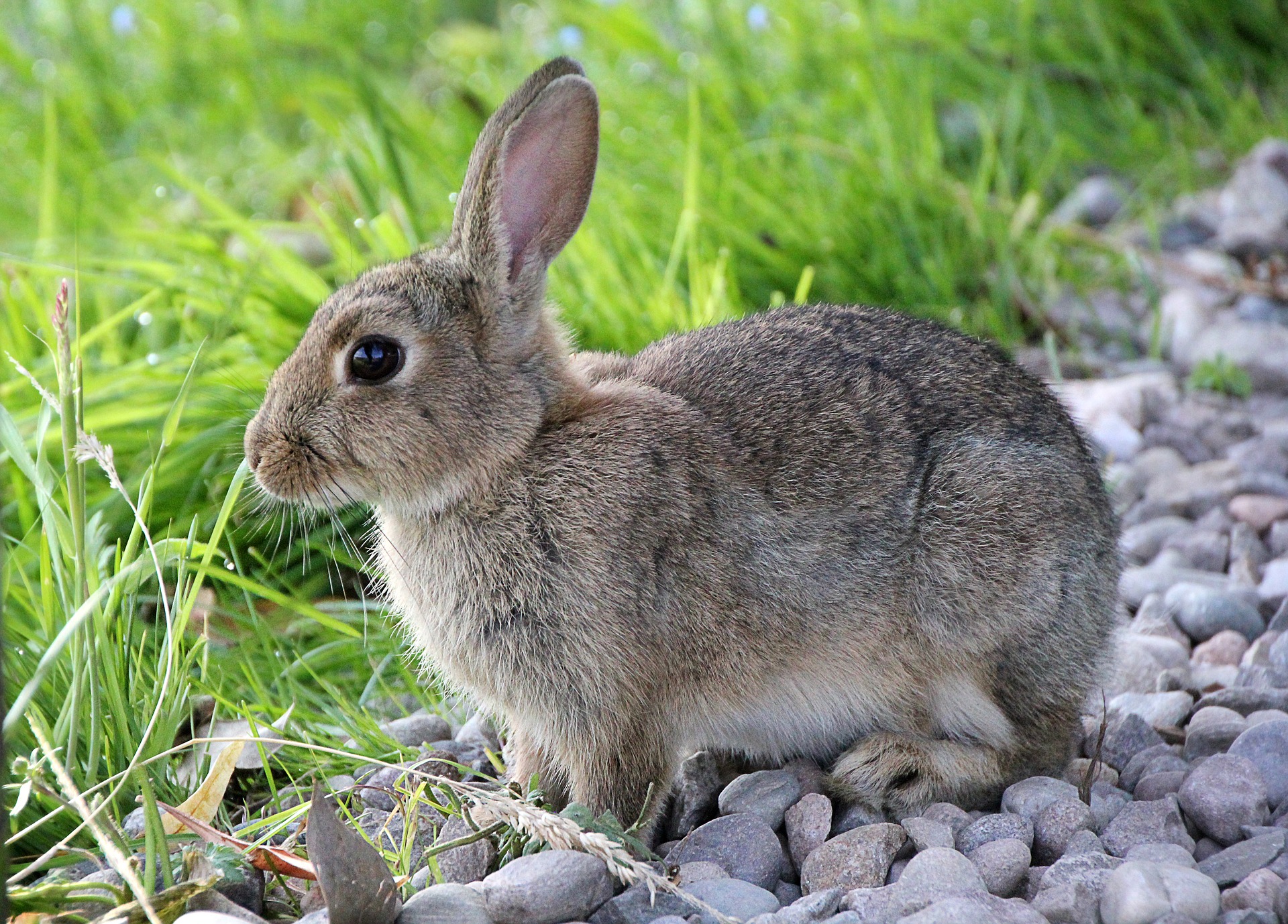 hare-2647220_1920.jpg