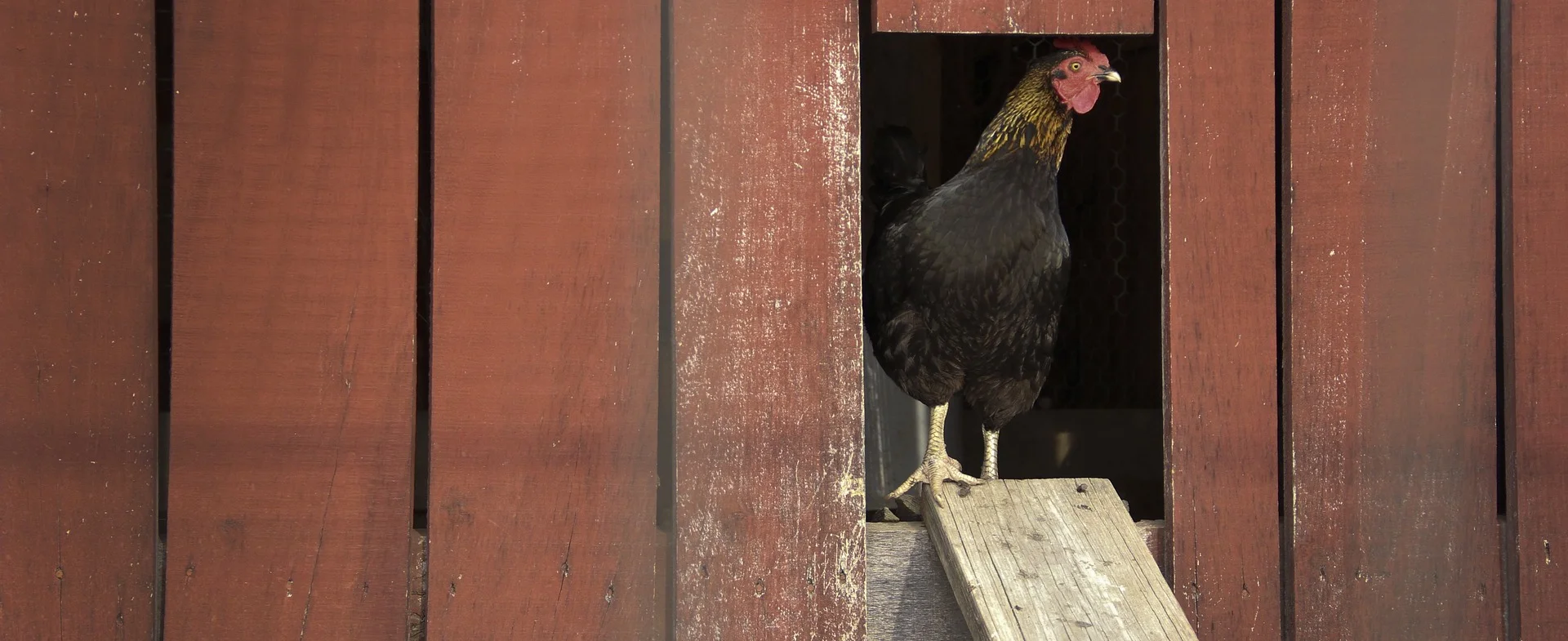 chicken-677048_1920.jpg