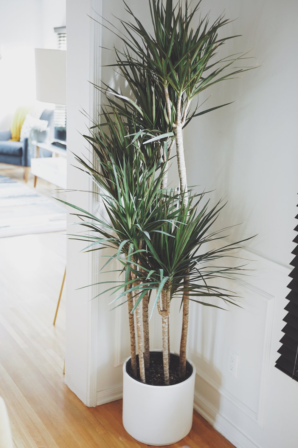 Behandeling overhandigen Aan boord Dracaena Marginata Plant Care Tips — Ashley Hosmer