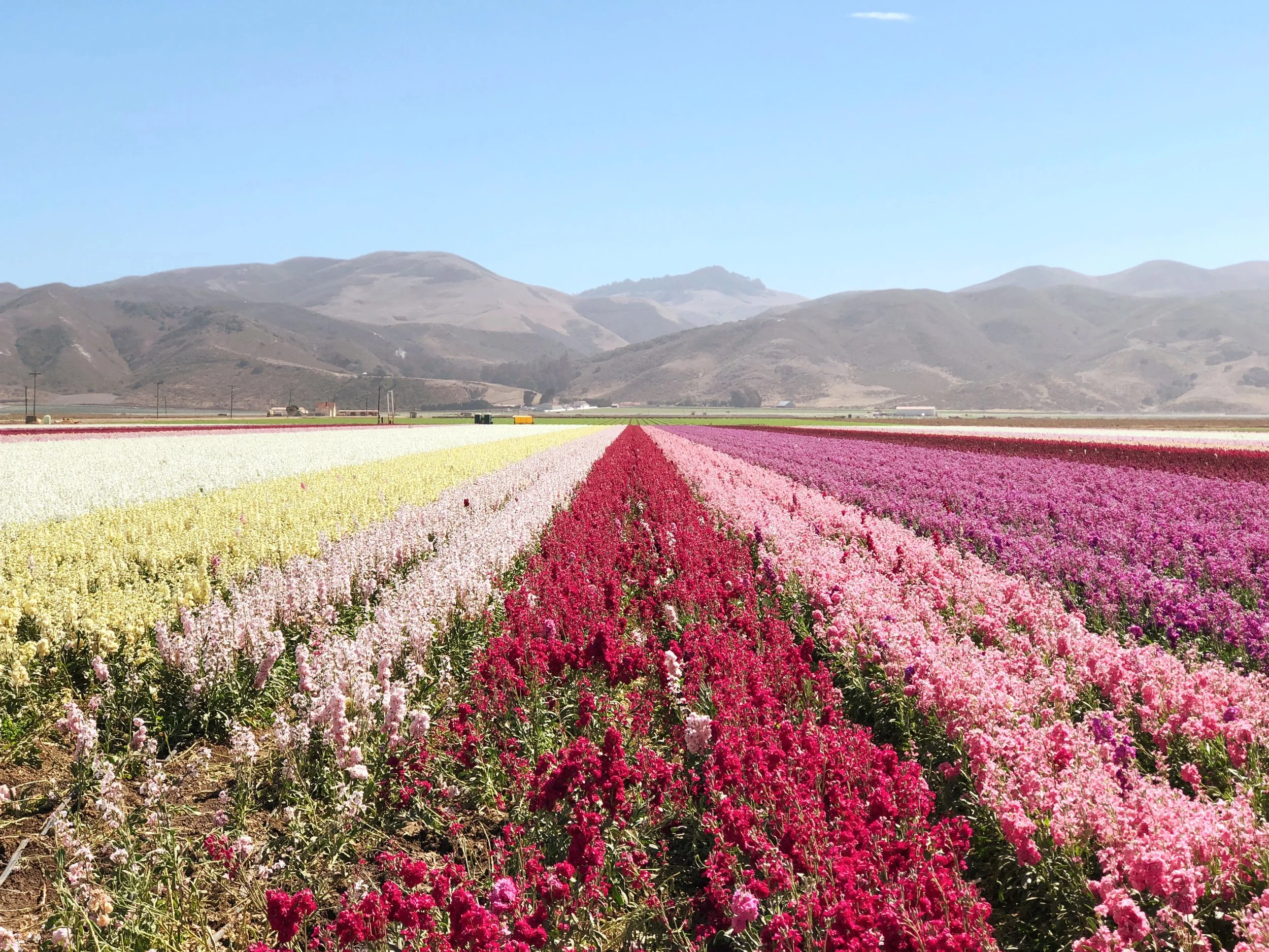 Lompoc Flower Fields Directions Best Flower Site