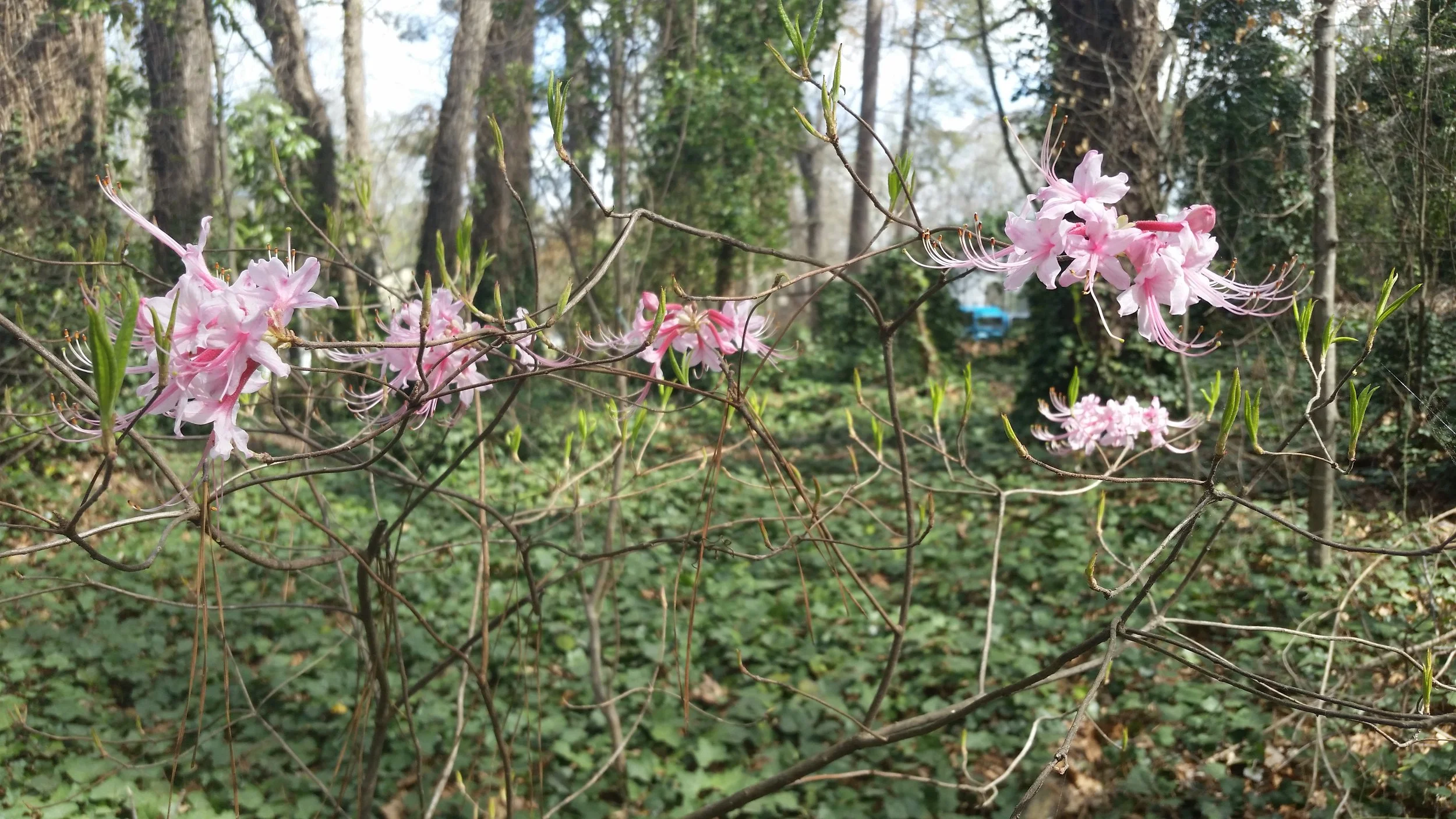 Piedmont Azalea