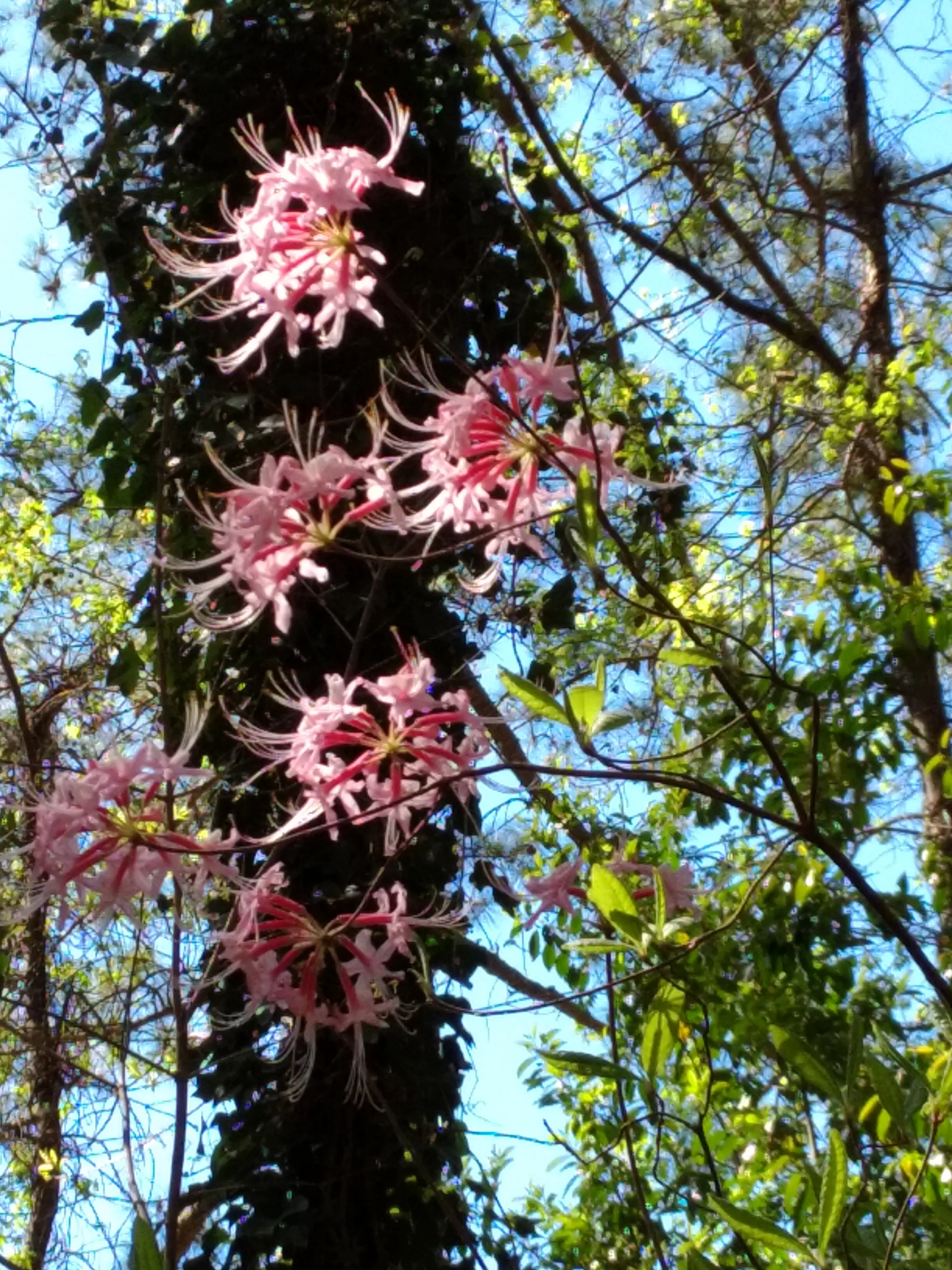 Piedmont Azalea
