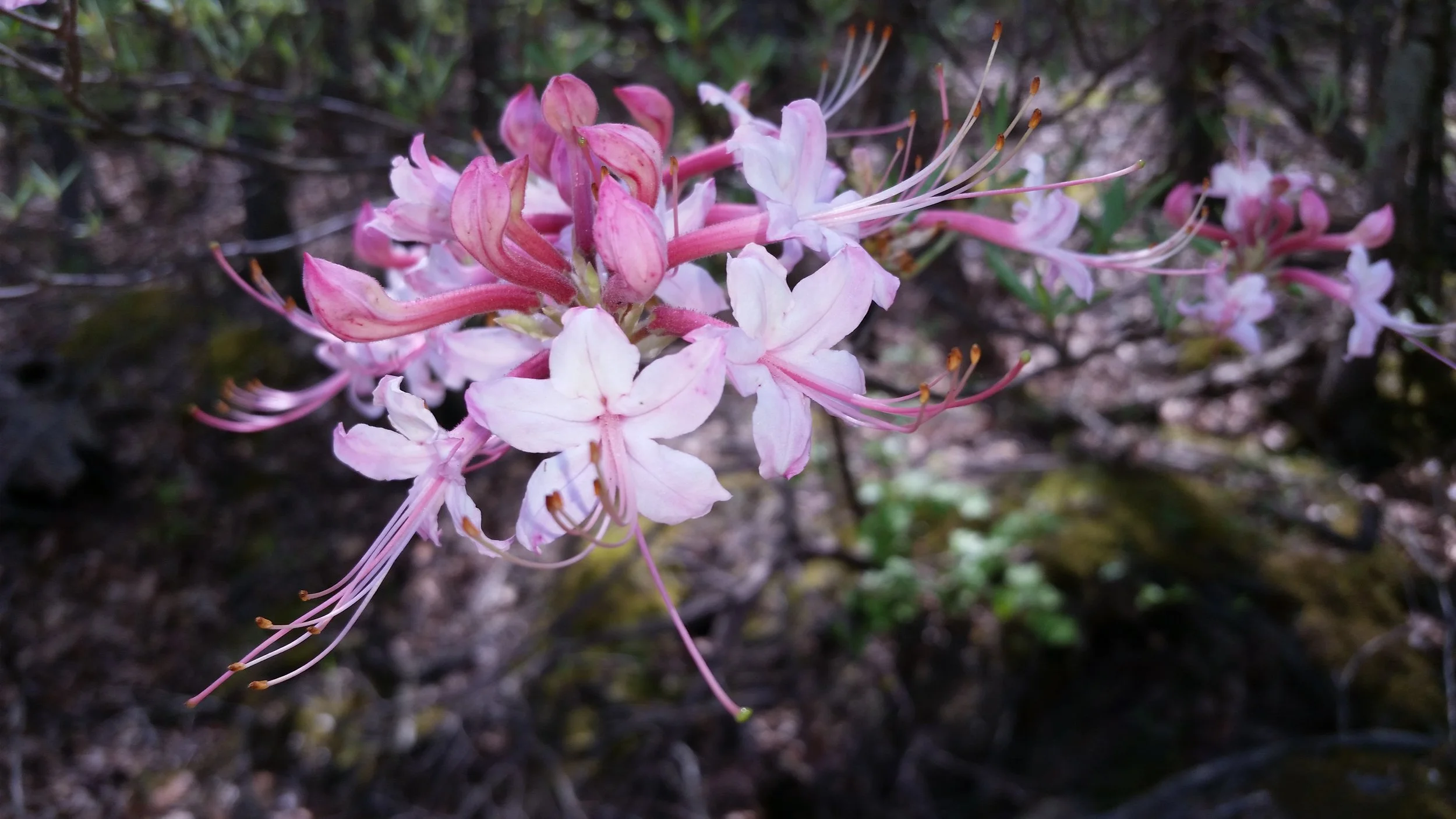 Piedmont Azalea