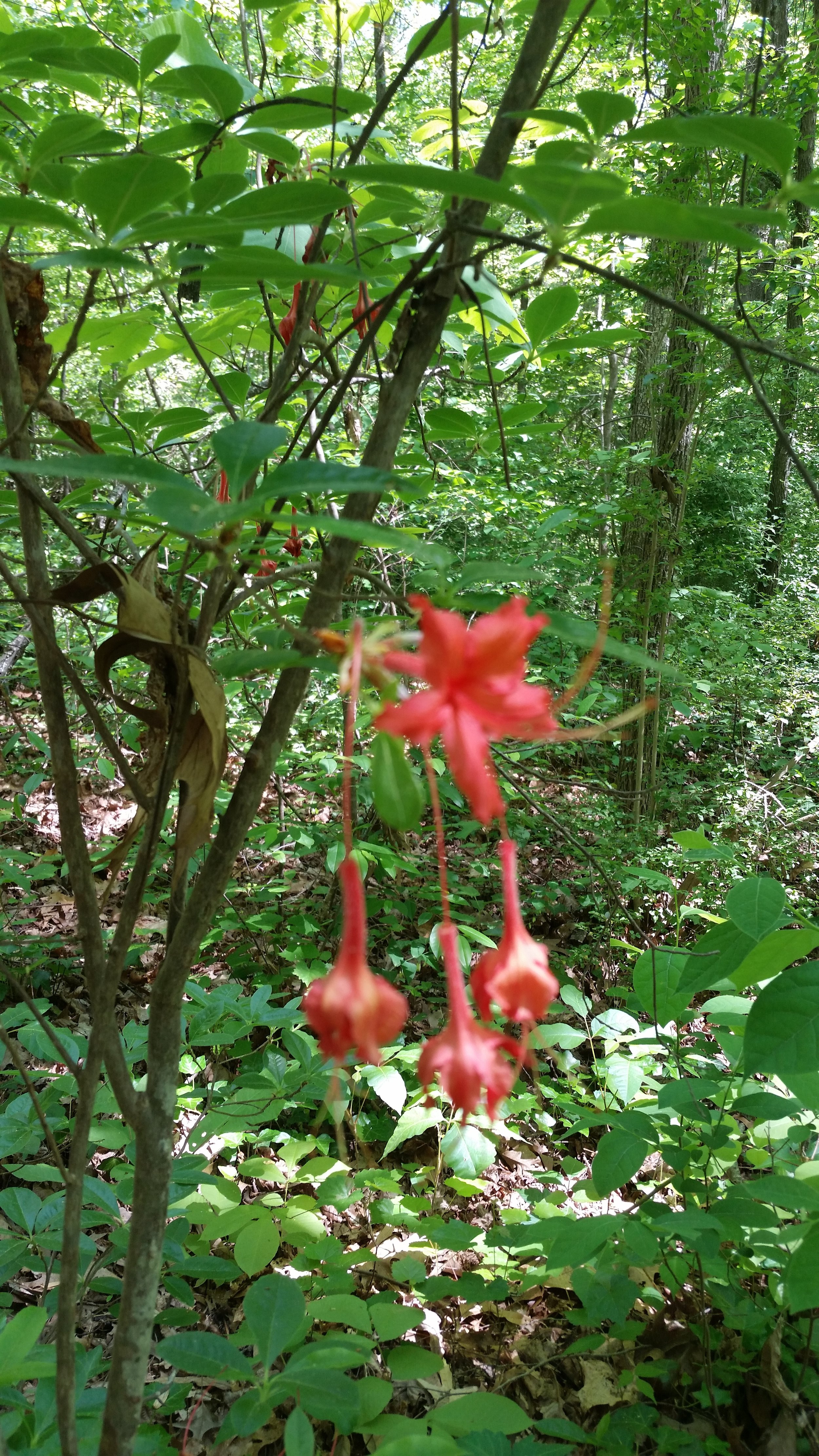 Flame Azalea