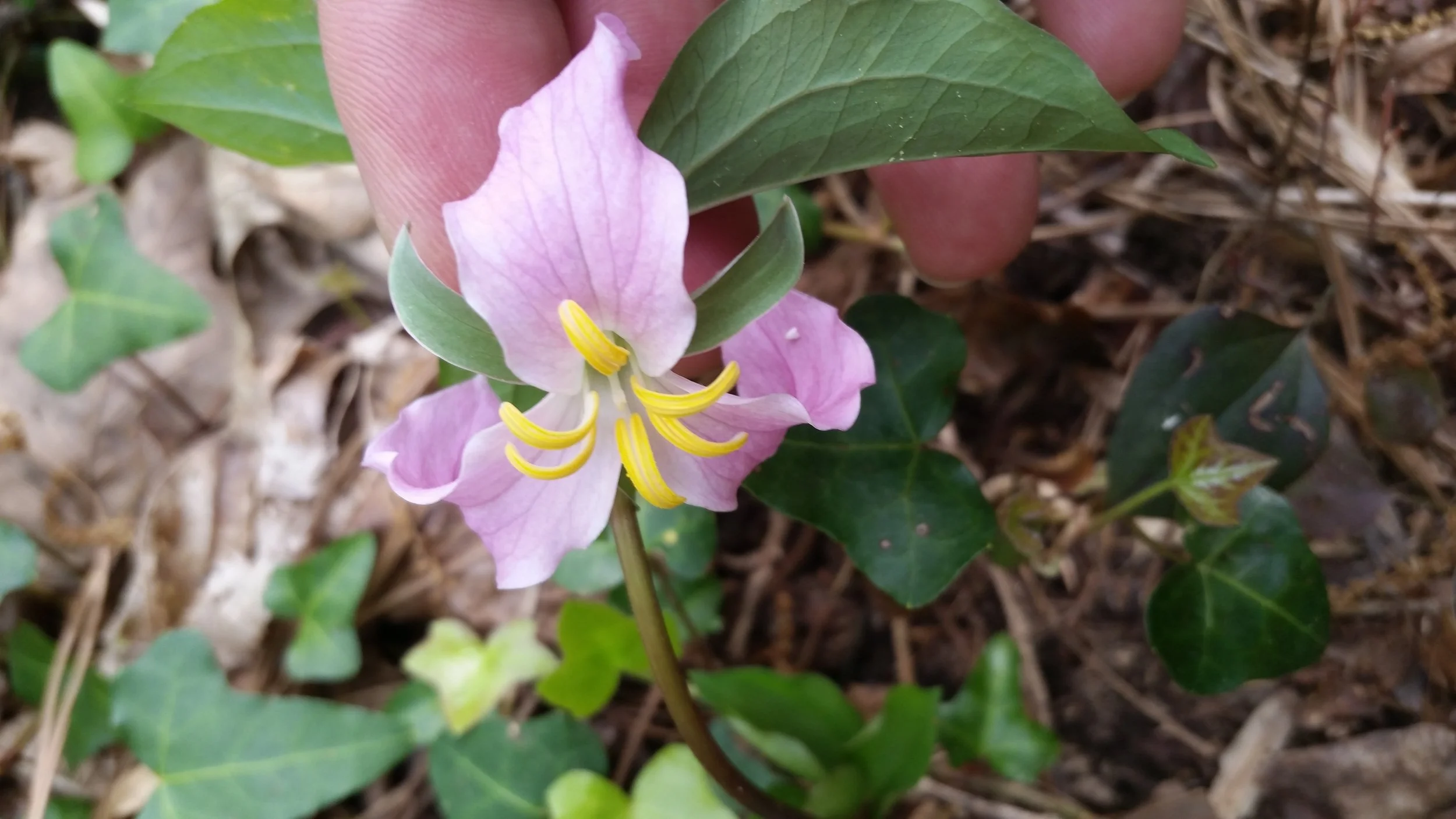 trillium_pink2_20160406.jpg