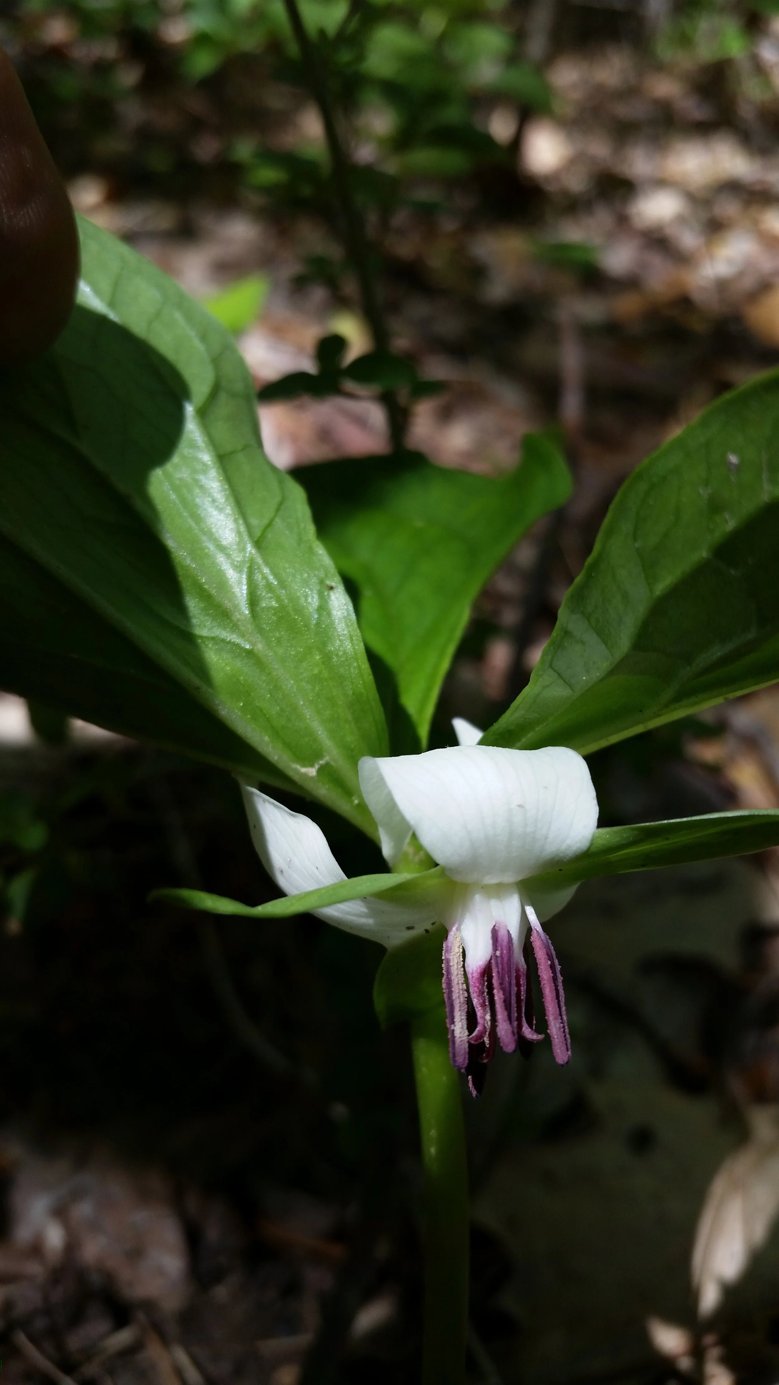 Trillium_rugelii .jpg