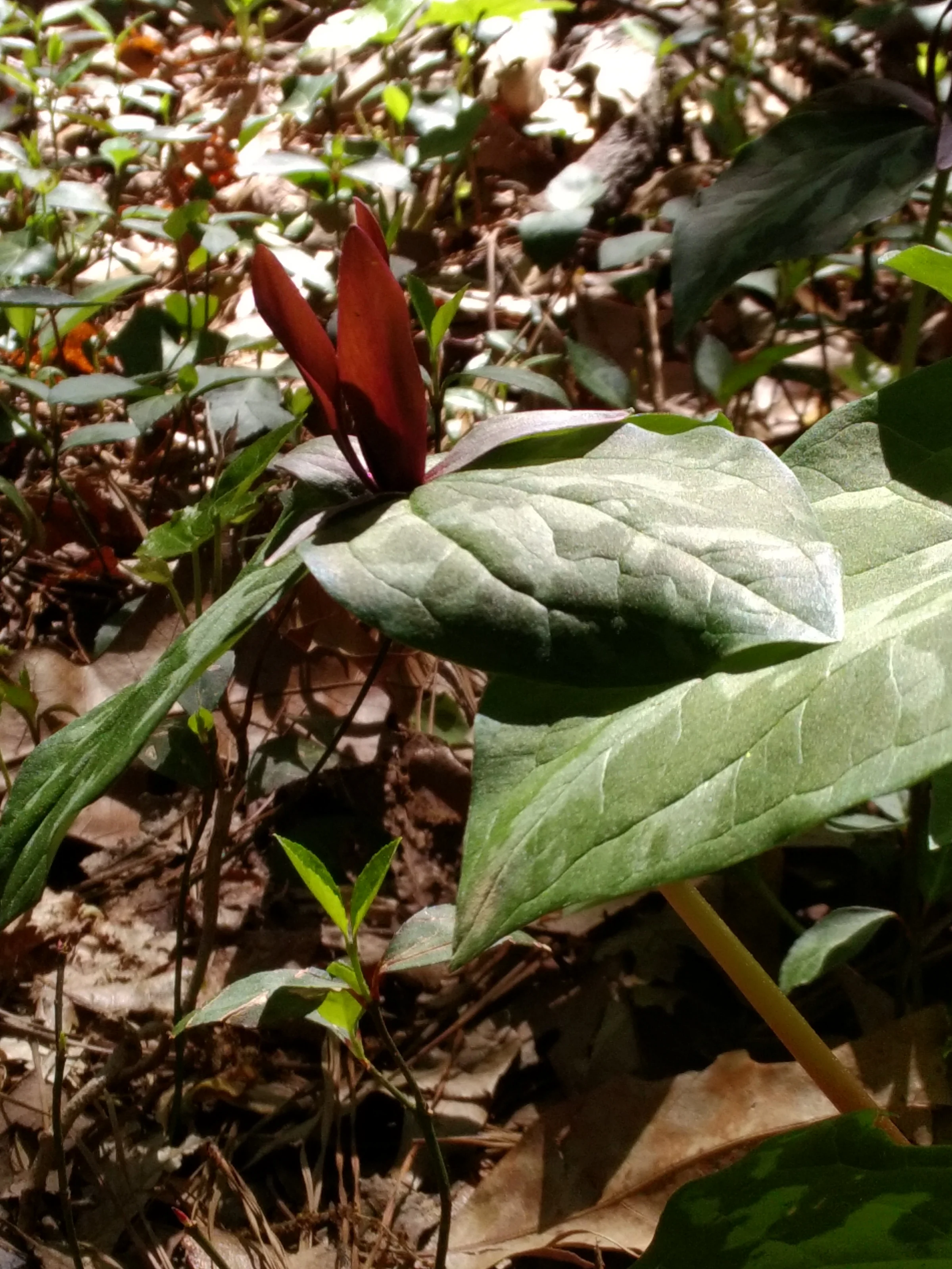 trillium2_20160403.jpg