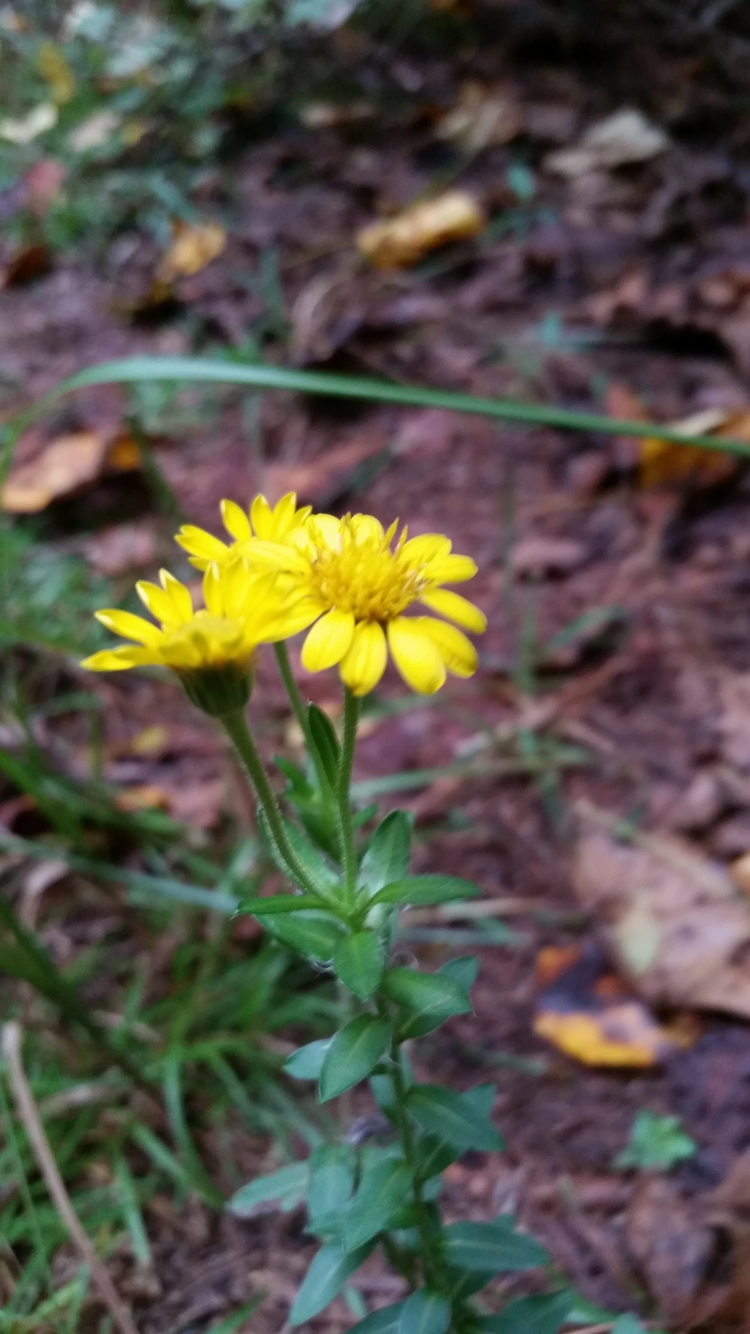 yellowdaisy1_20151004.jpg