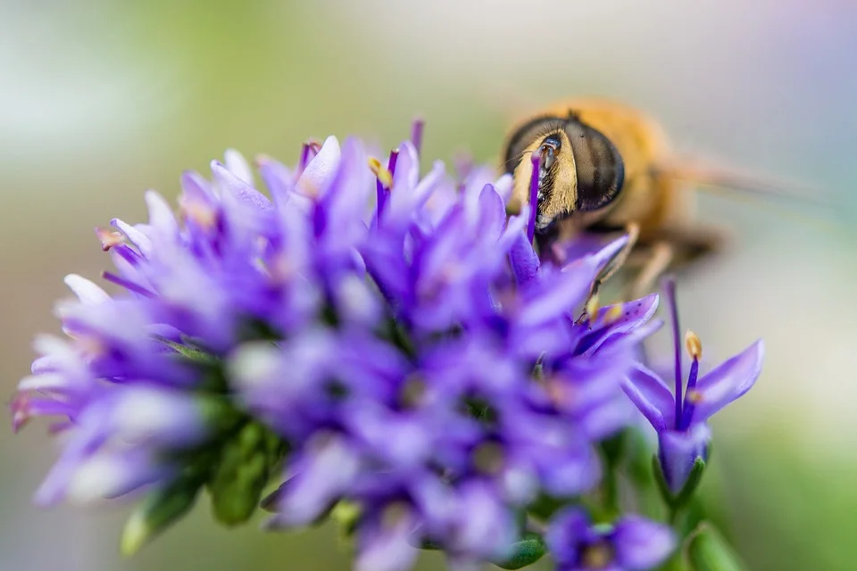bee-1678985_960_720.jpg