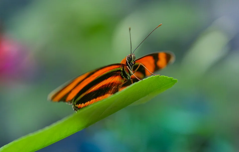 butterfly-2653197_960_720.jpg