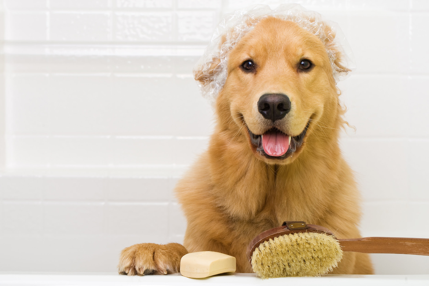 Las Vegas Pet Grooming — Las Vegas Pet Boarding and Grooming Tails