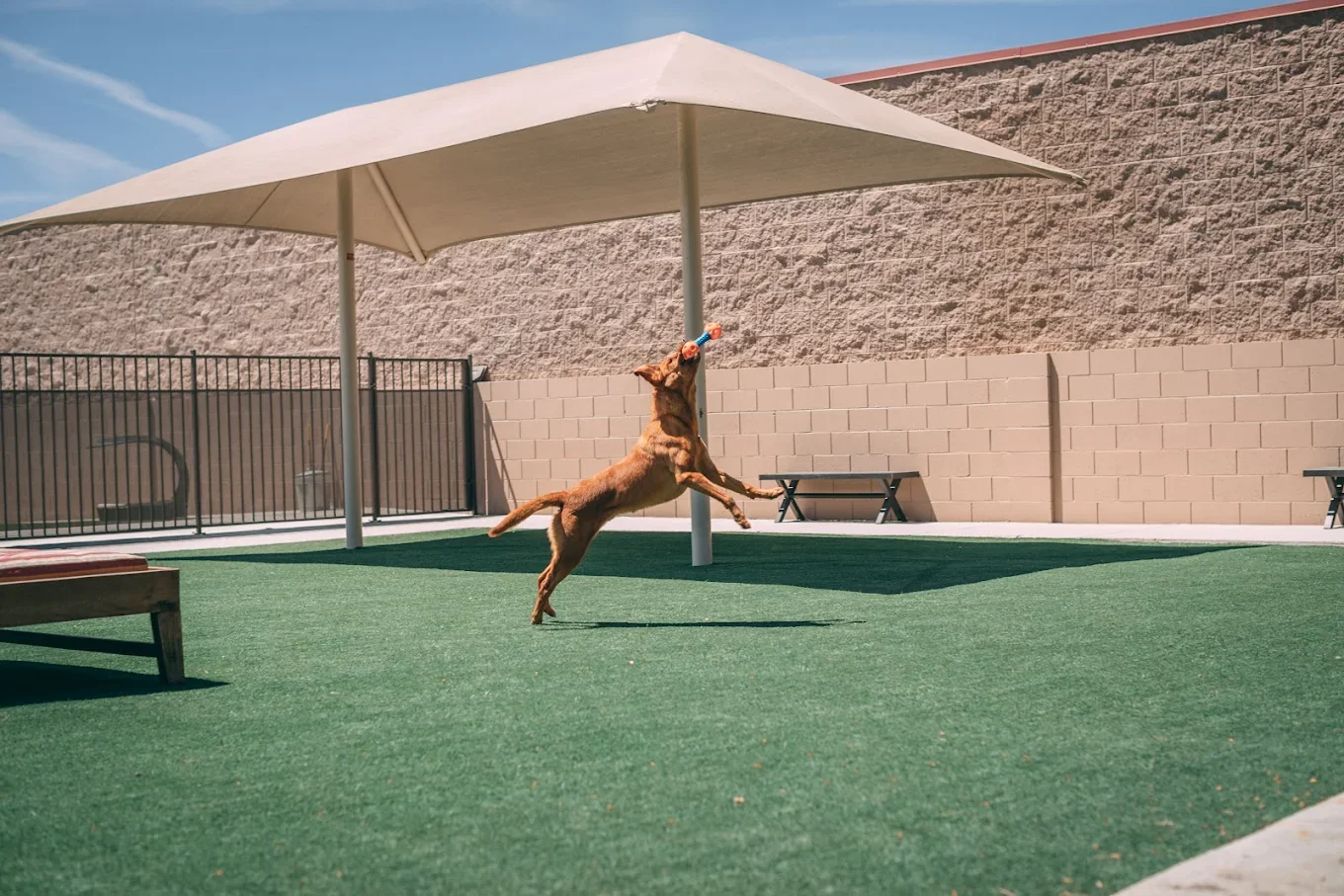 Dog Daycare Playing