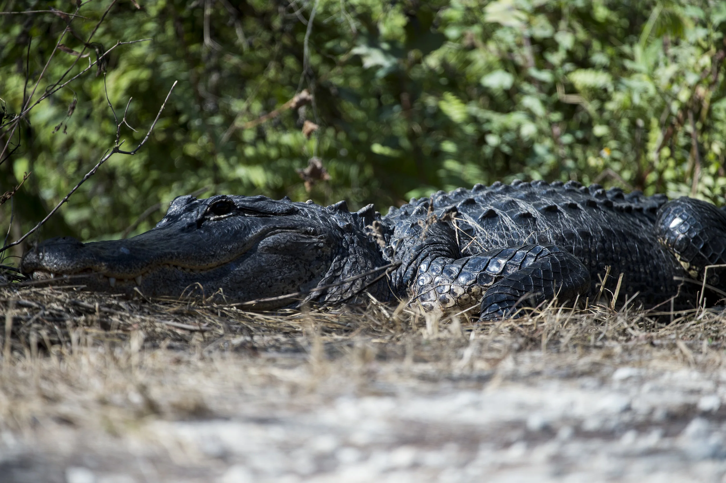 Everglades Promos51_D4R4581.jpg