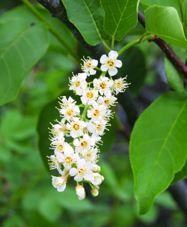 tree_chokecherry.jpg