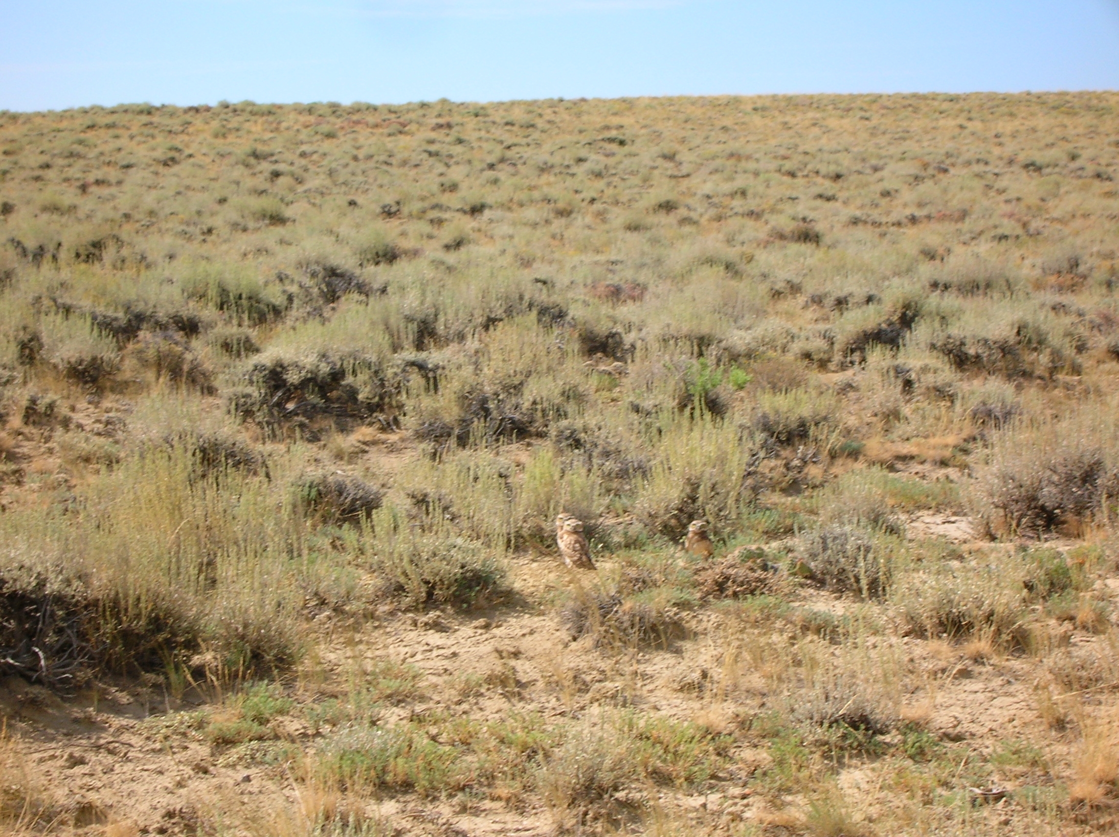 Burrowing Owls 2.JPG