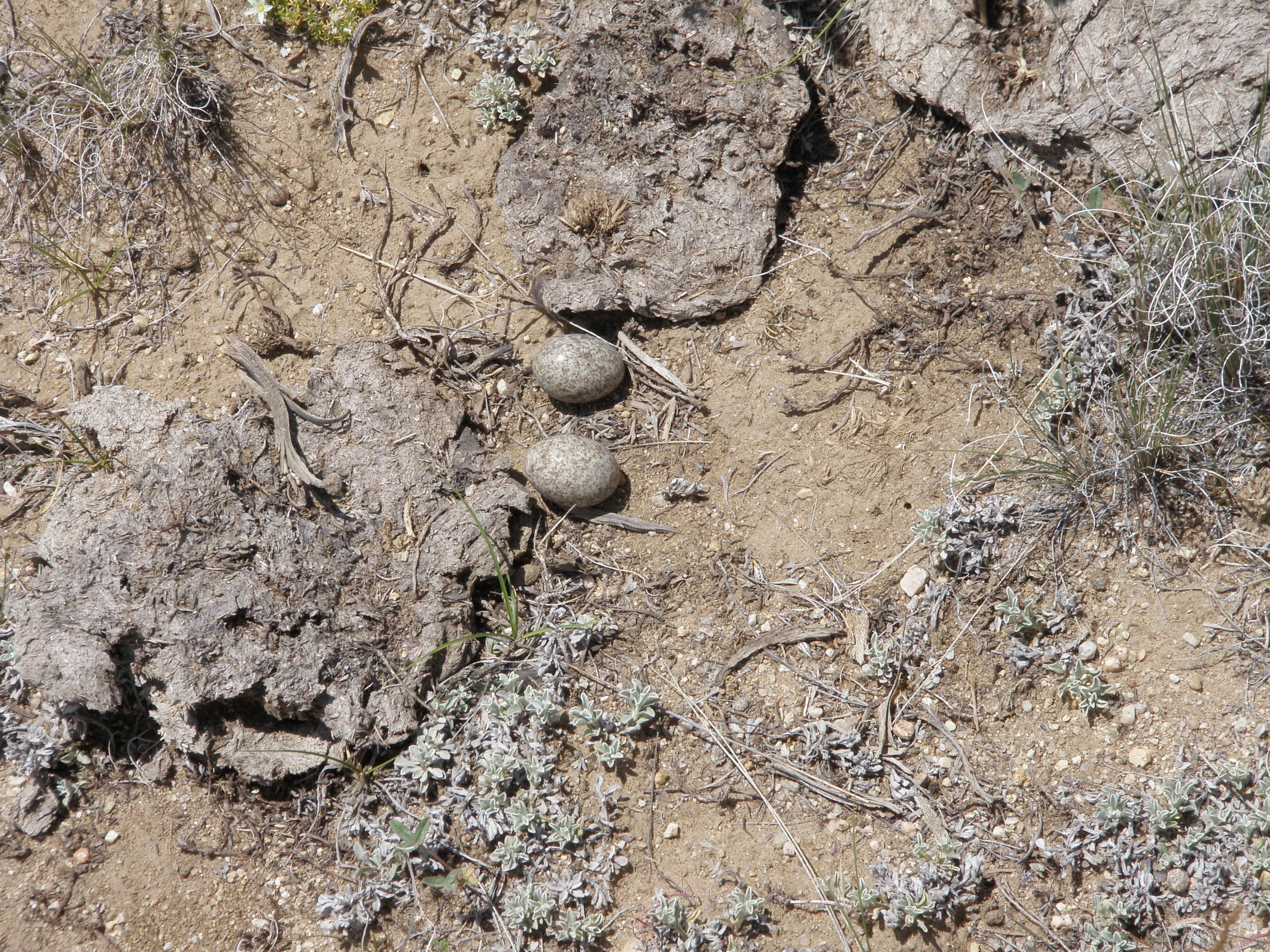 nighthawk_nest_FBC_6.30.2010.JPG