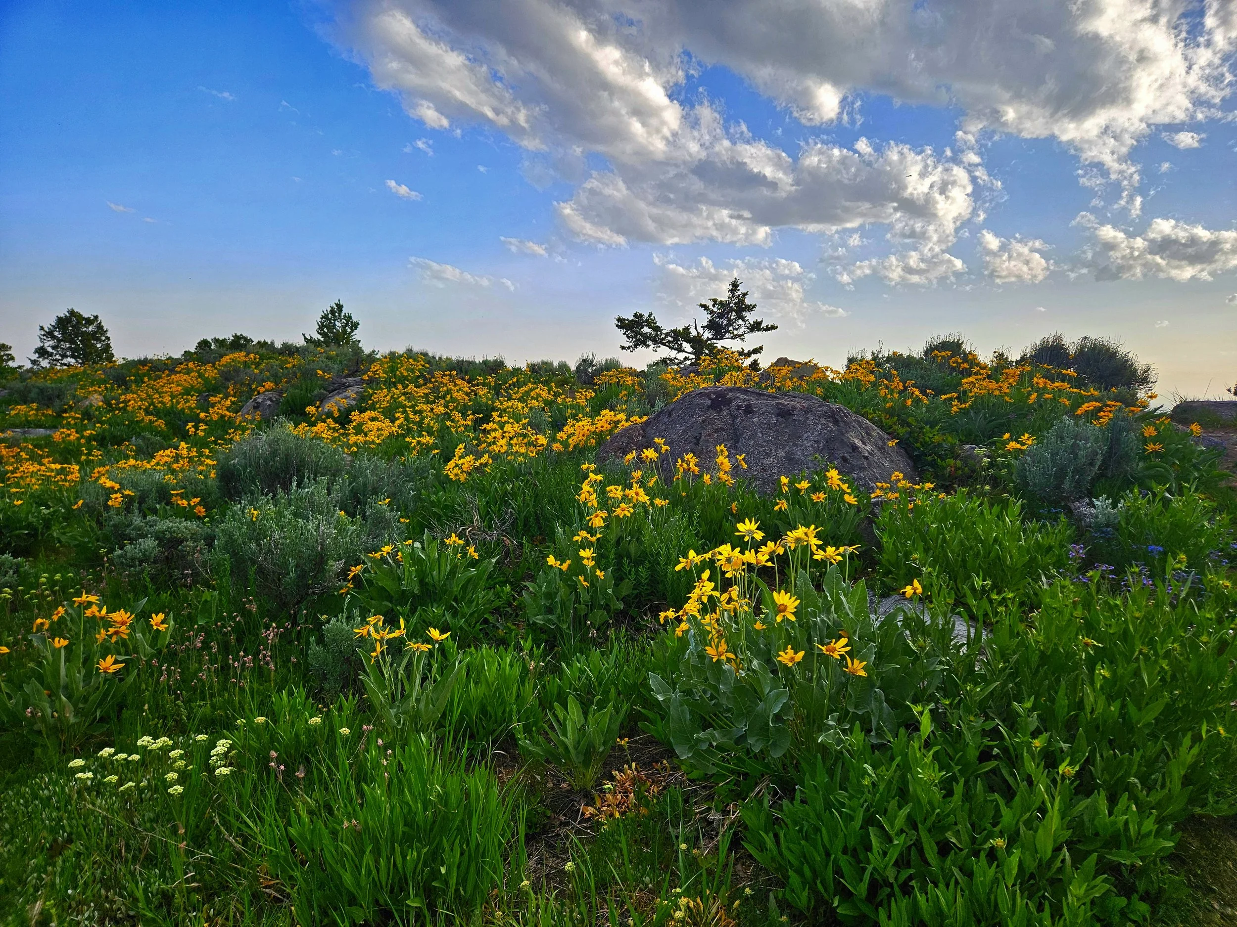 An image show a wildflower covered hill with rocks, trees are visible in the background.