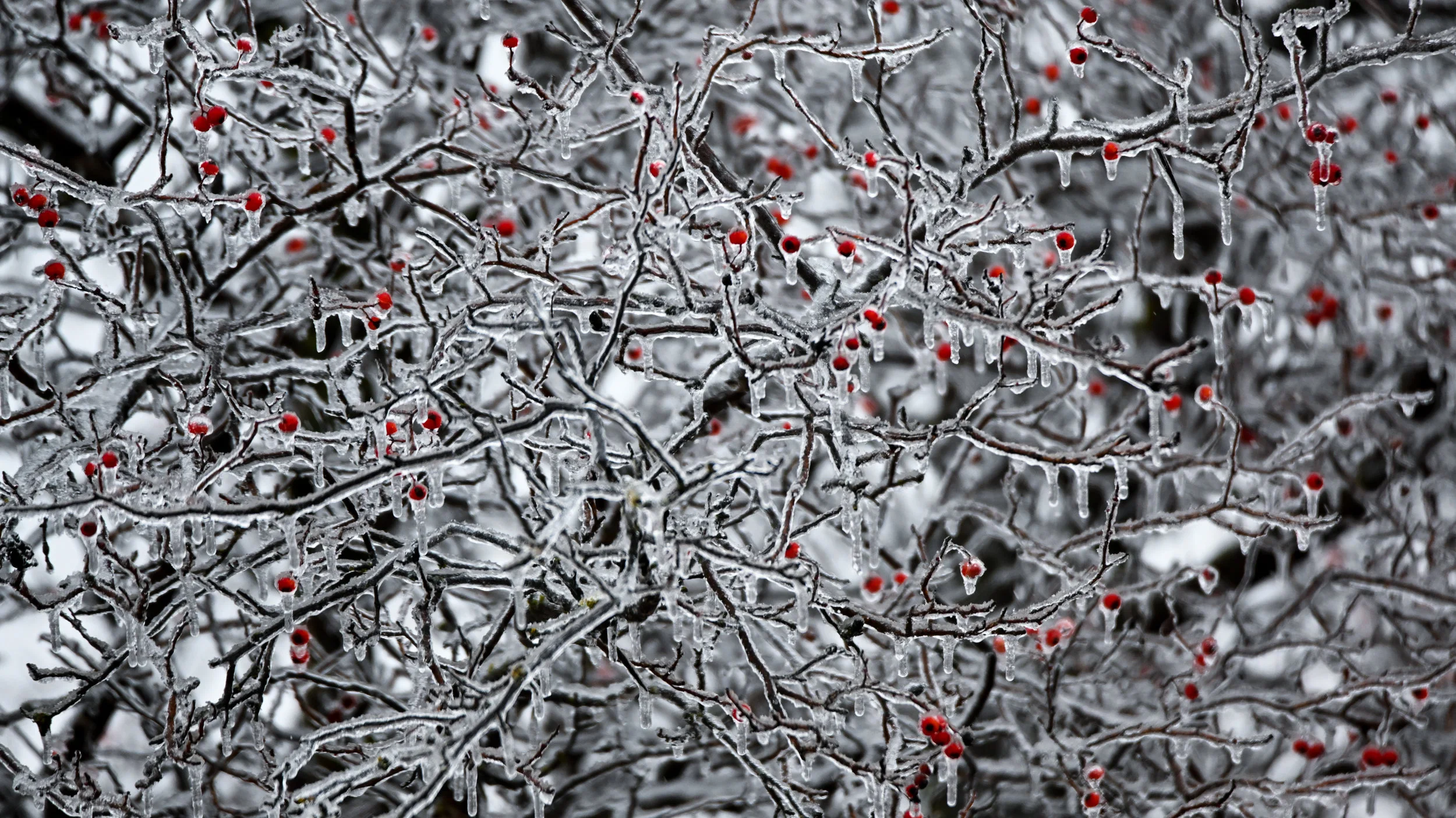 Berries and Ice 2.jpg