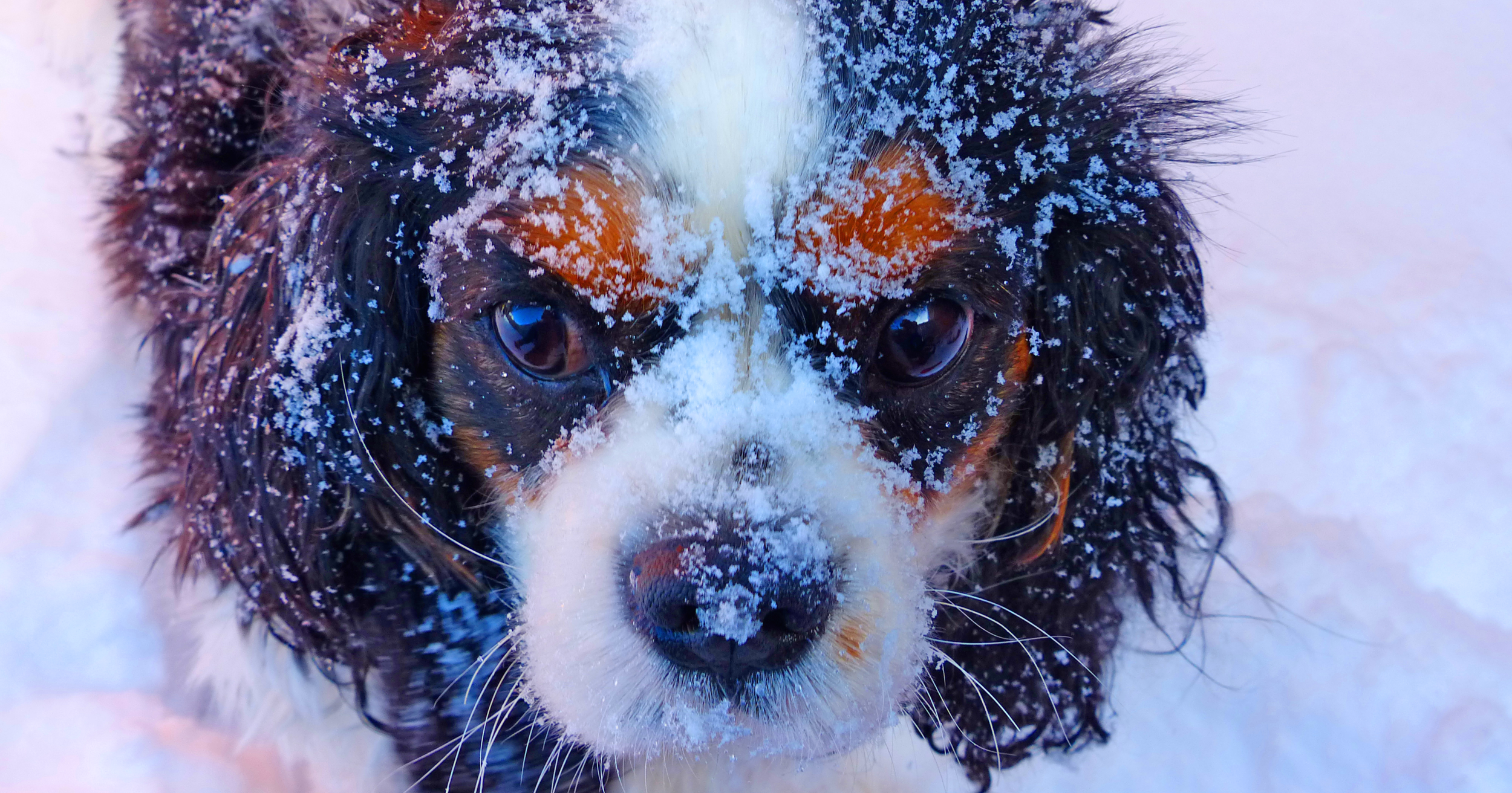 Emma in Snow.png