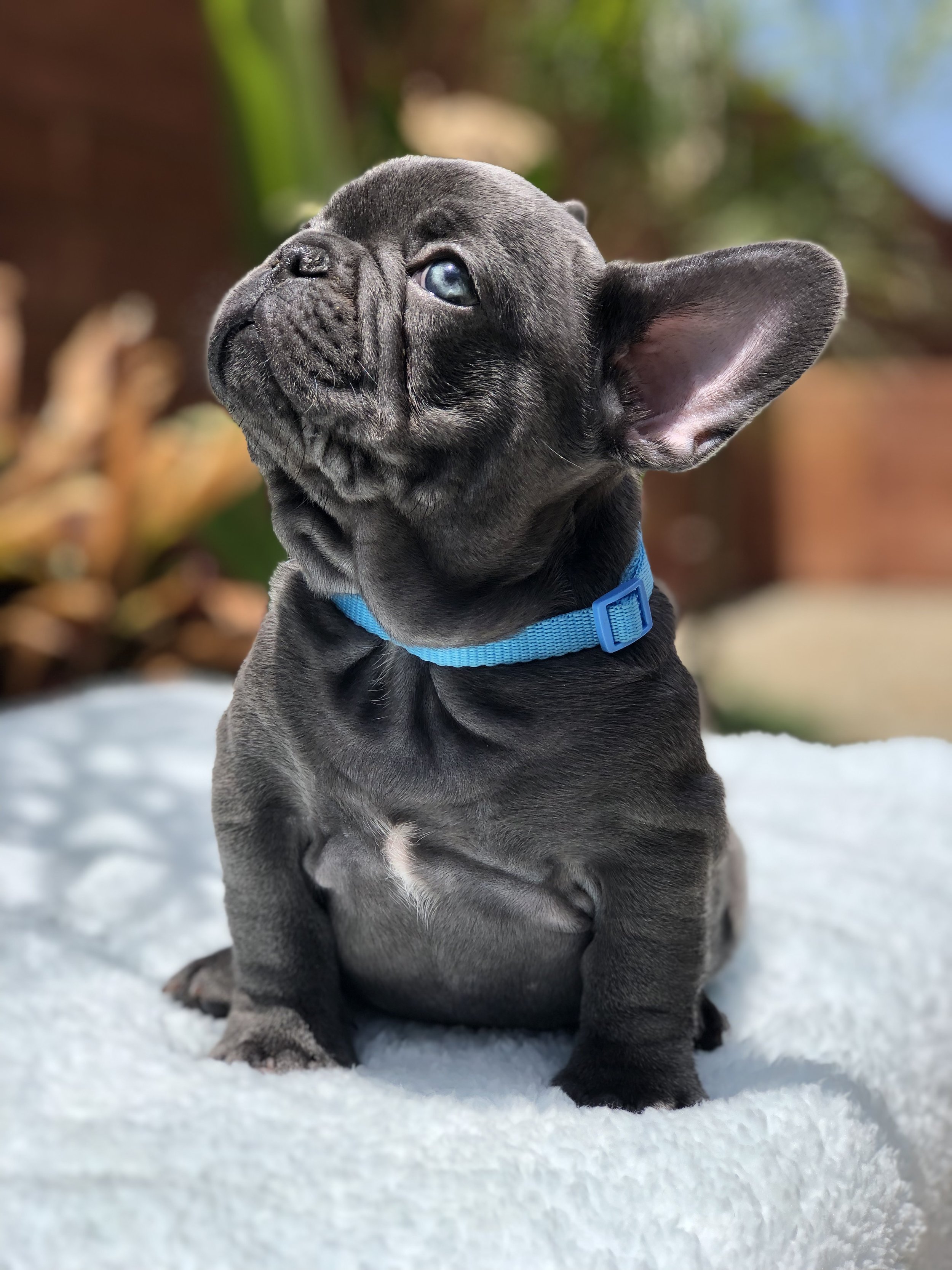 French Bulldog Puppies