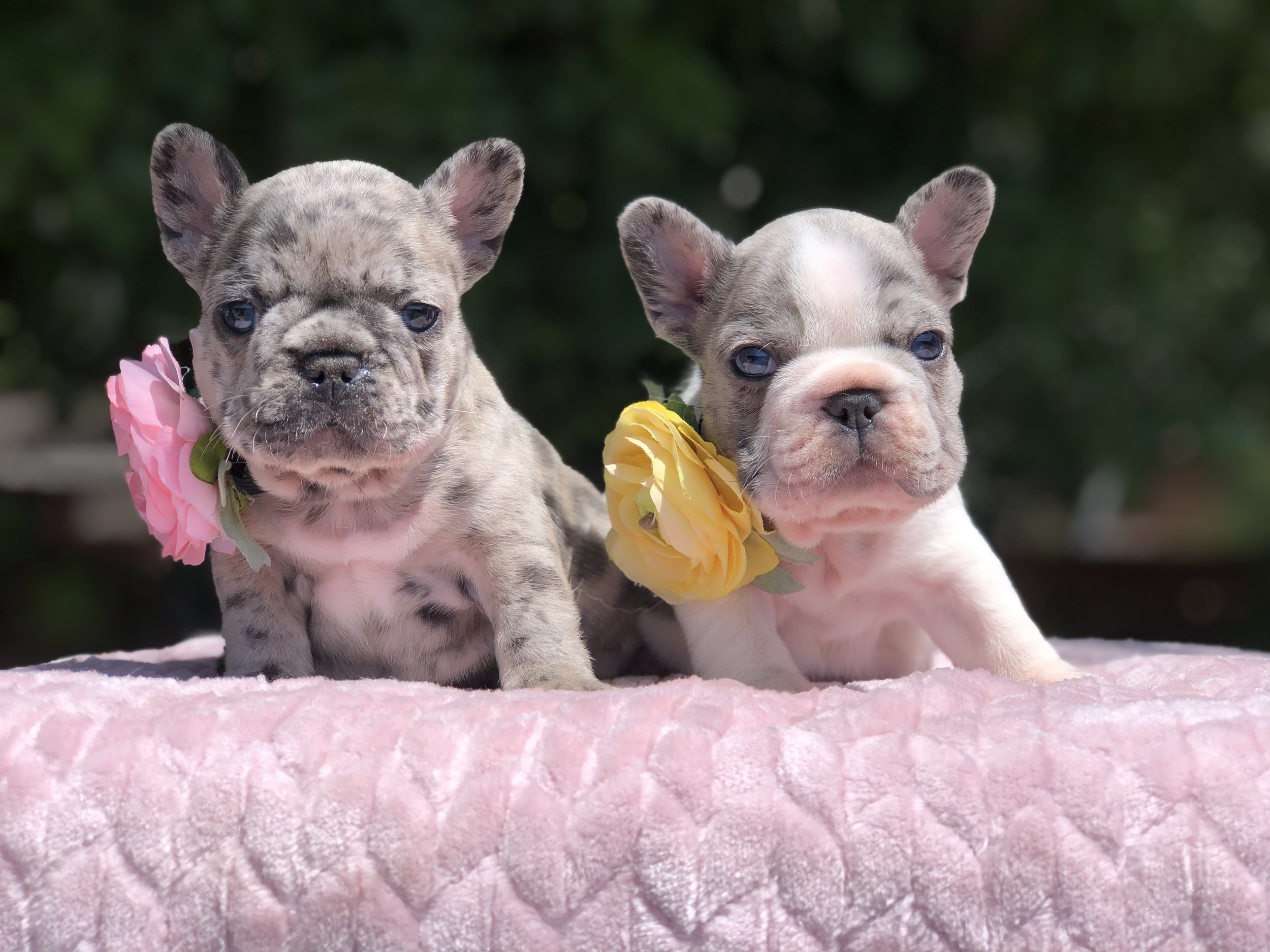 French Bulldog Puppies