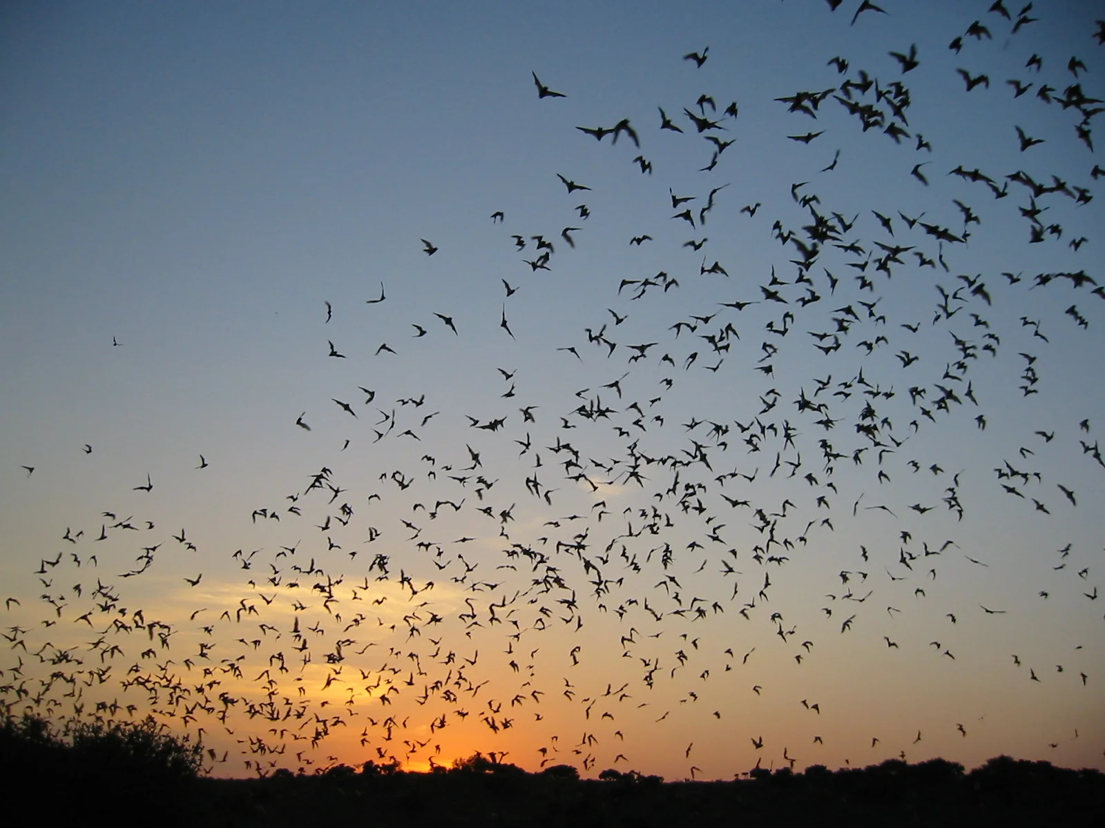 TPWD Bats in Flight.jpg