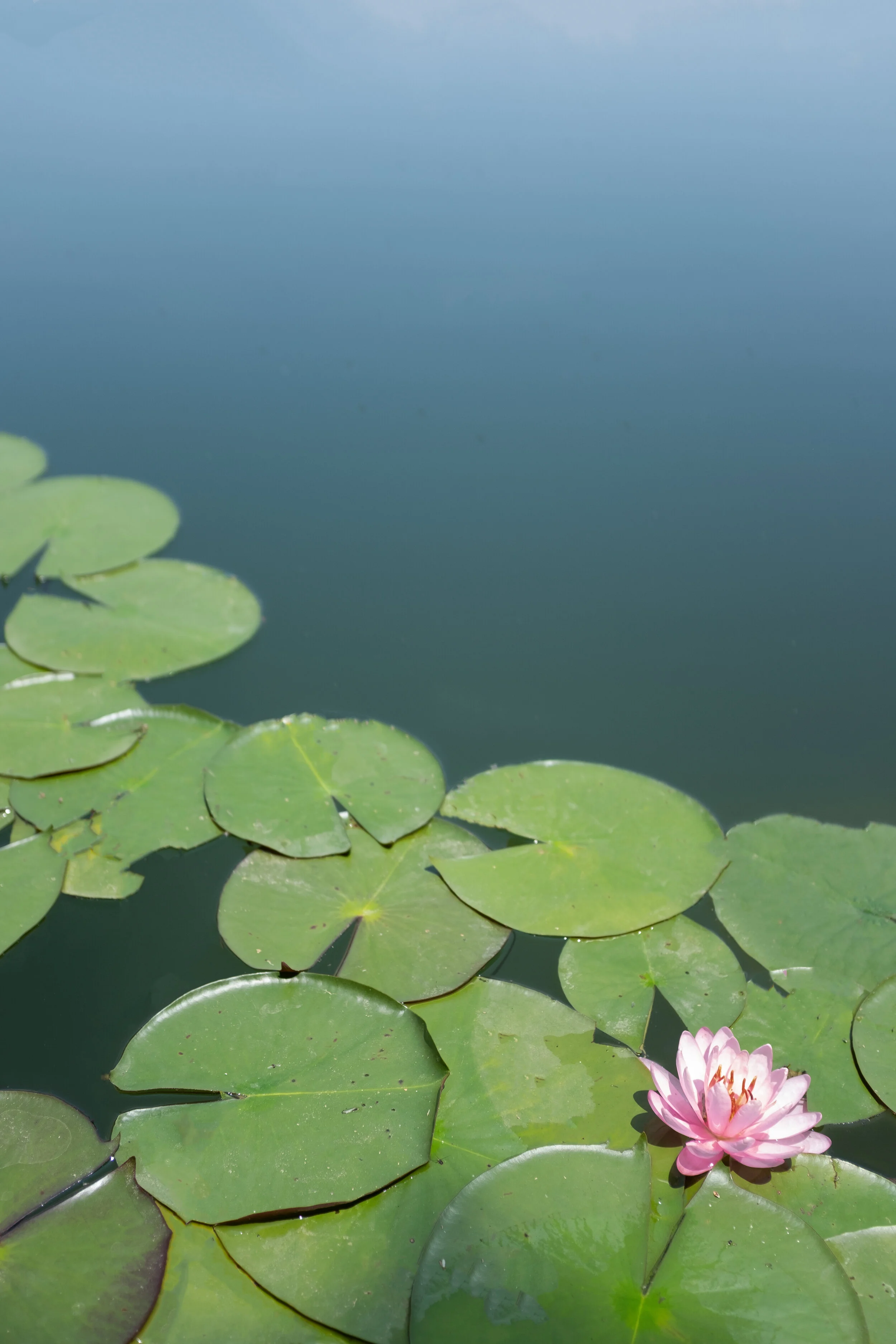 DSCF6684-2.JPG