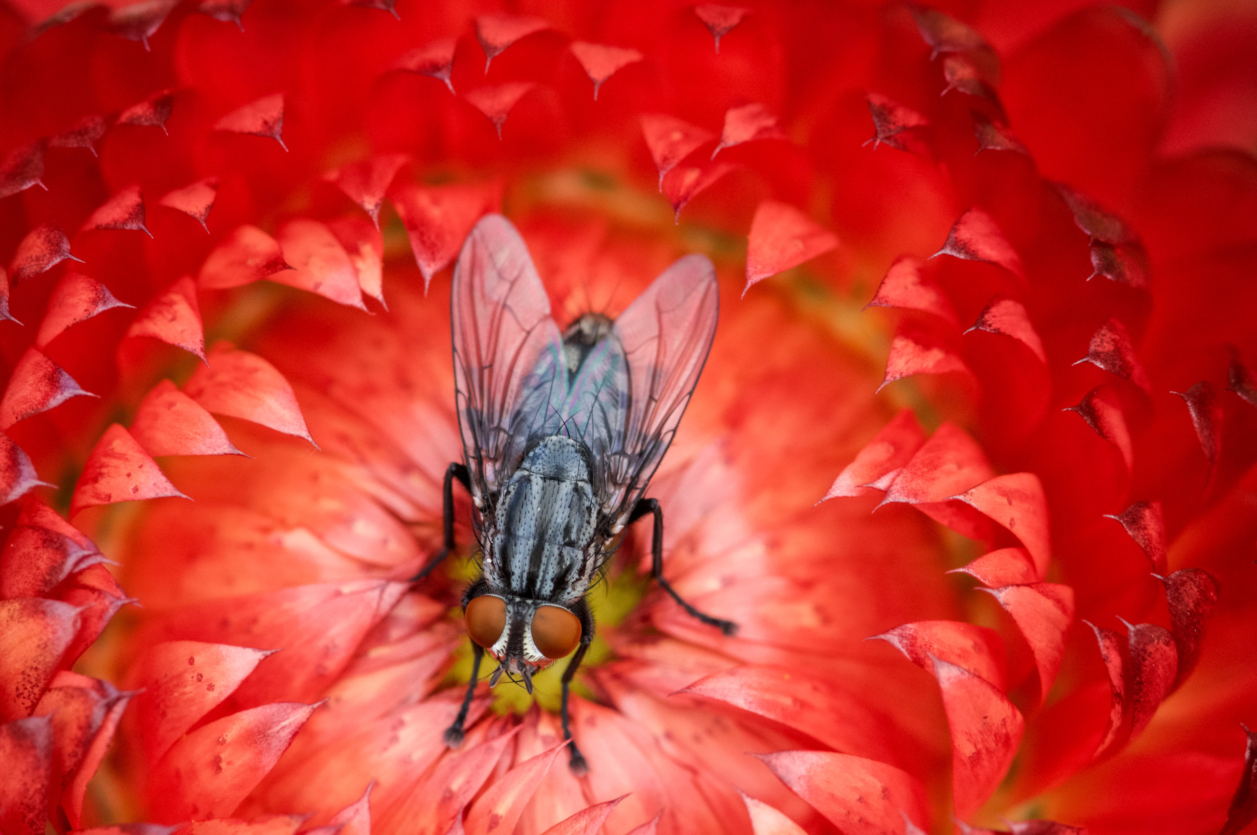 Fly on a Flower