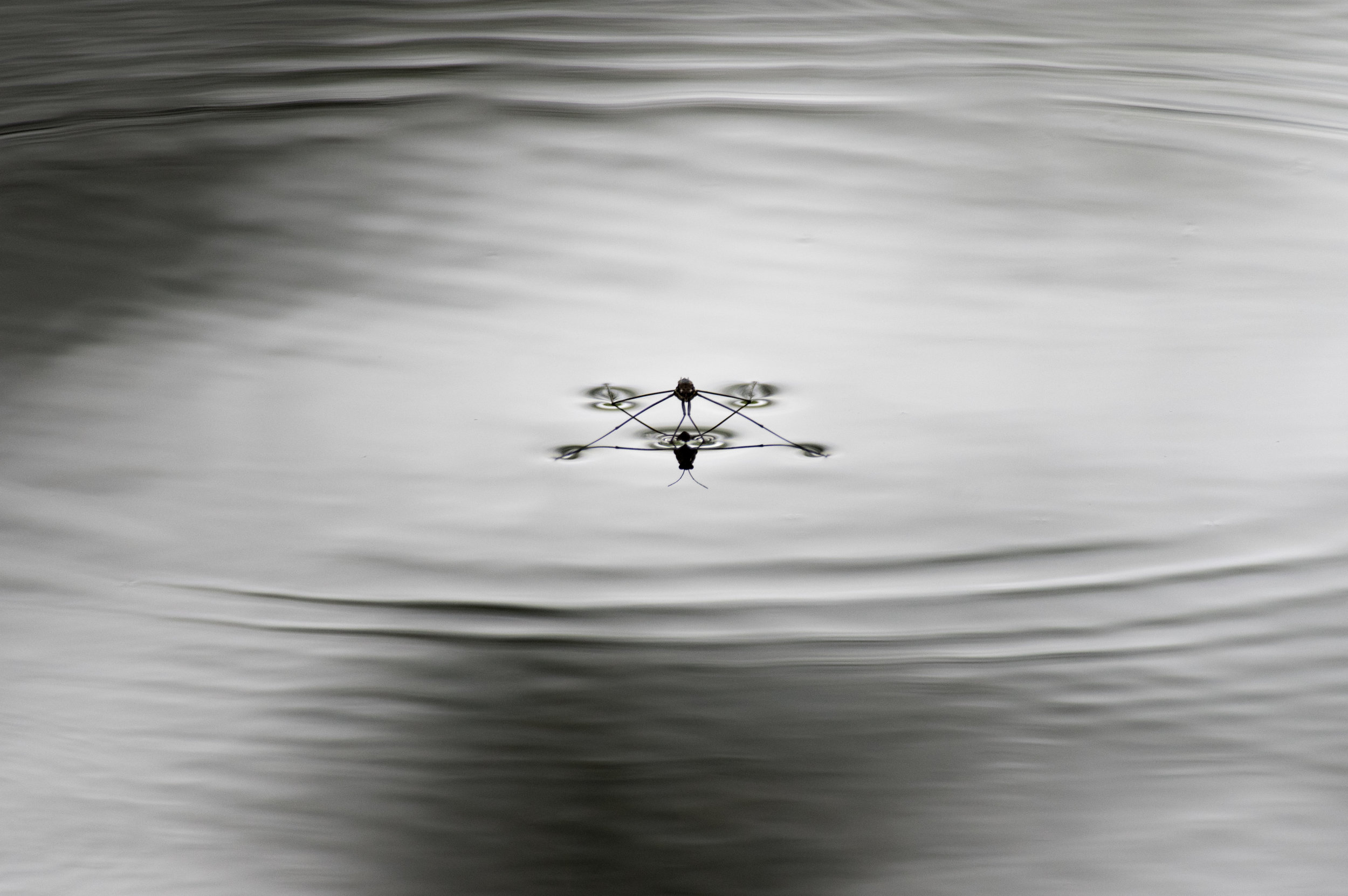 Water Strider