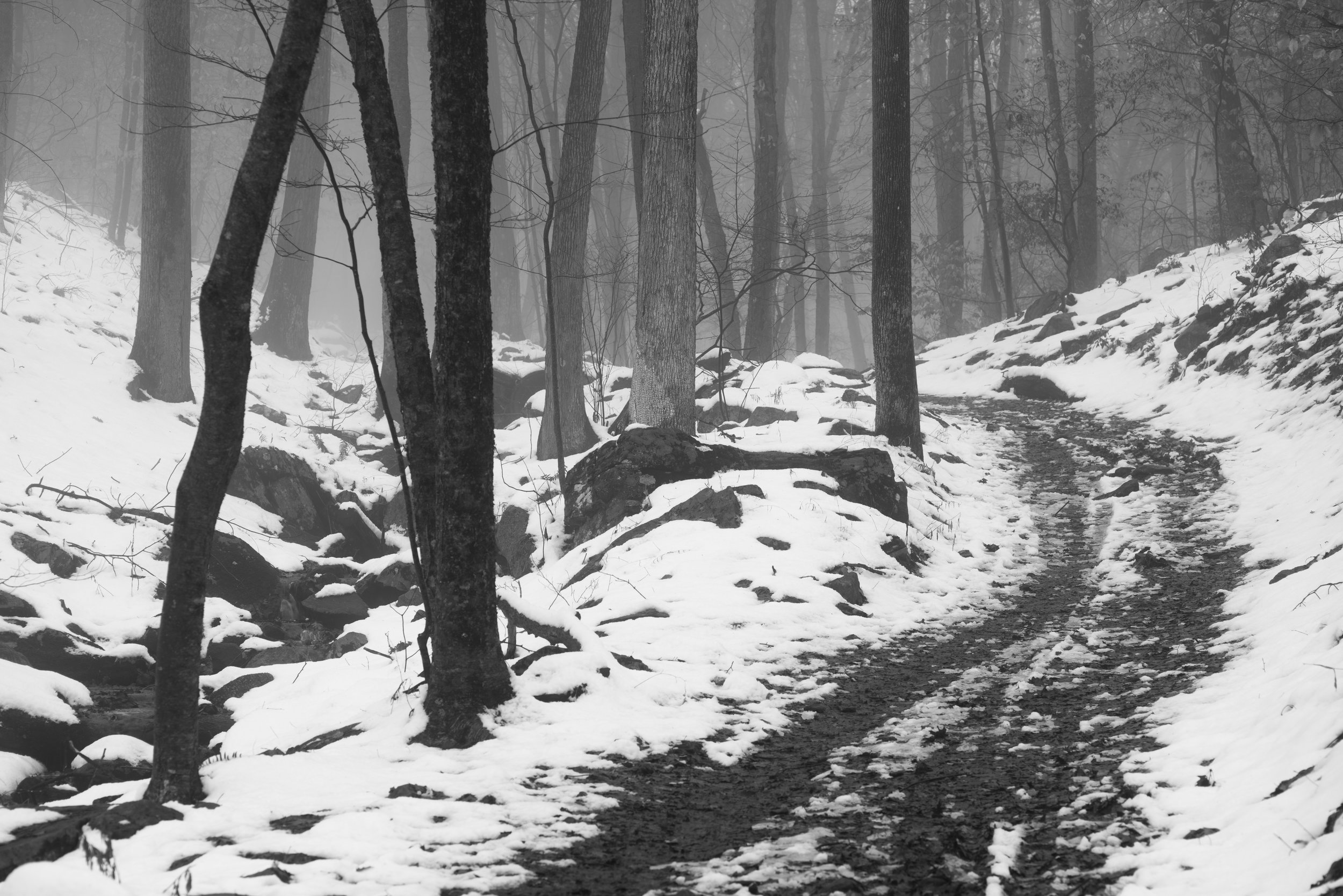 Path Through Snow and Fog