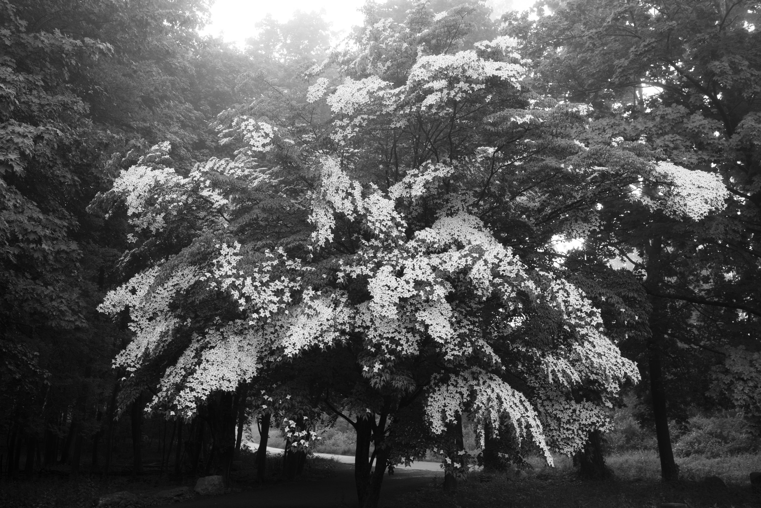 dogwood_in_bloom.jpg