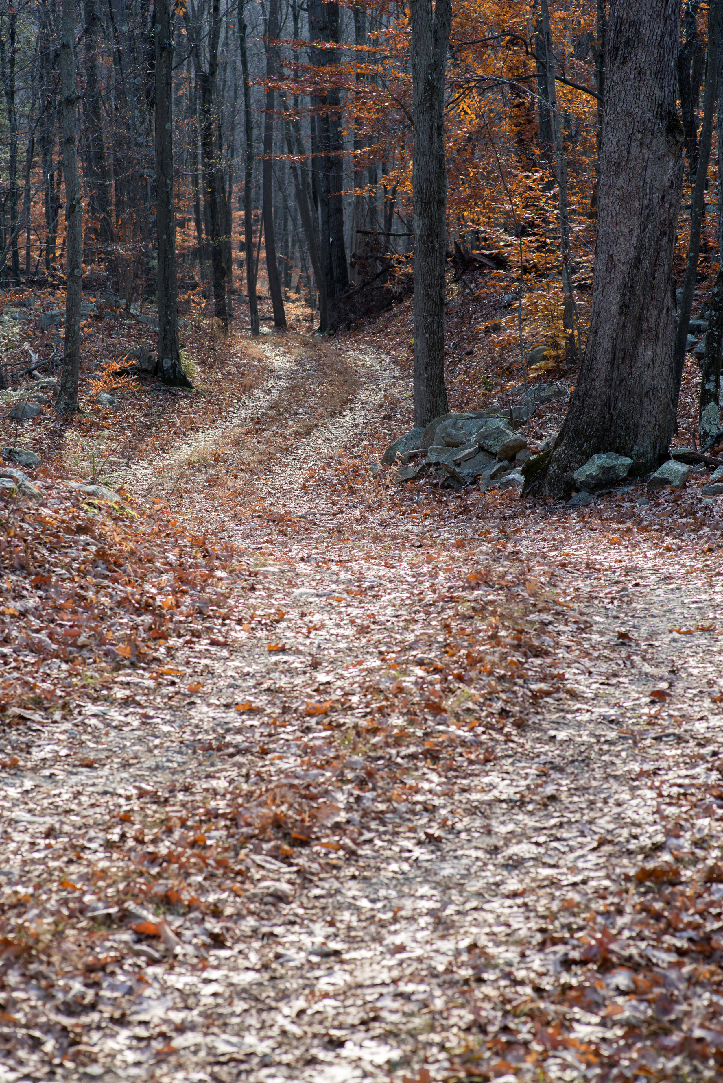 country_road_autumn.jpg