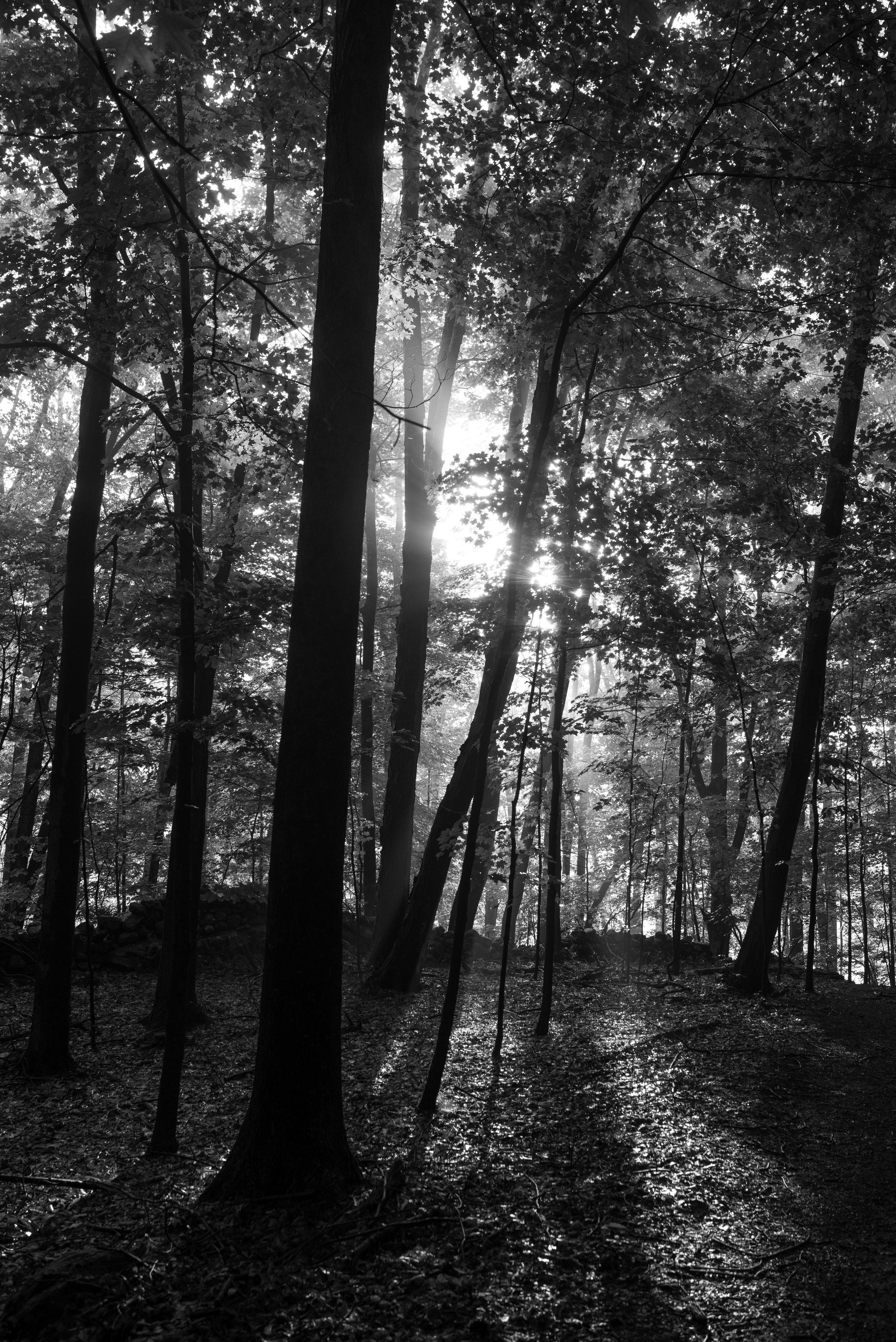 light_through_forest.jpg
