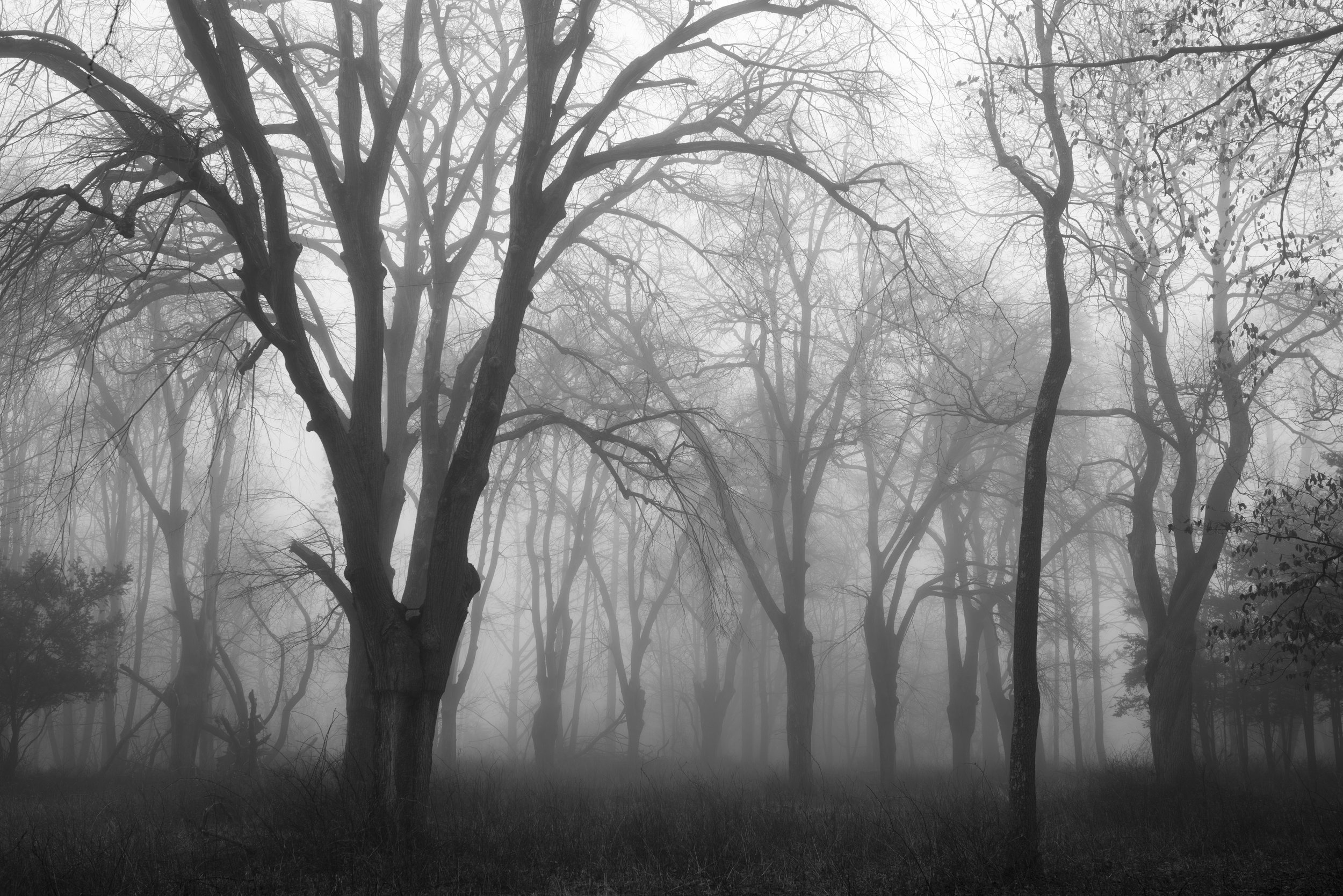 trees_in_fog_web.jpg