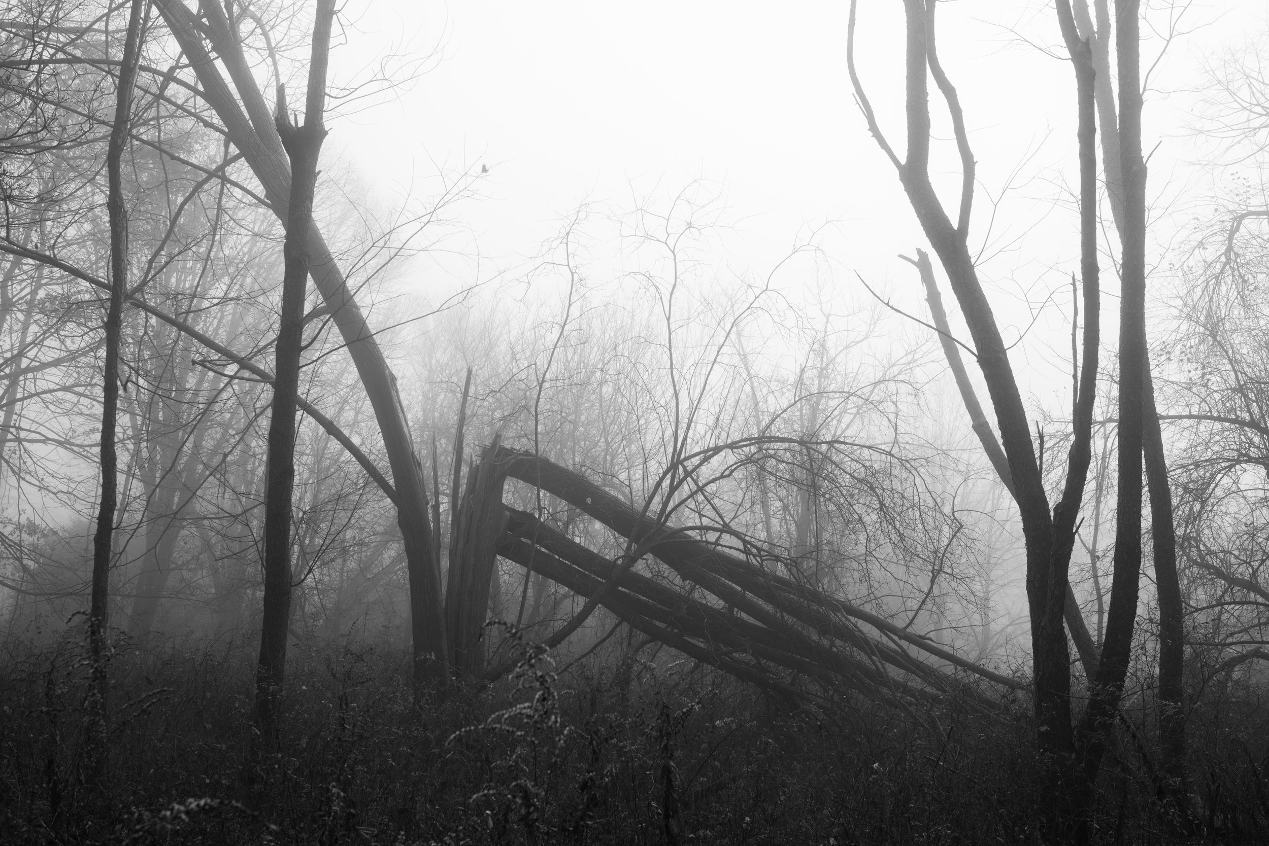 fallen_tree_fog.jpg