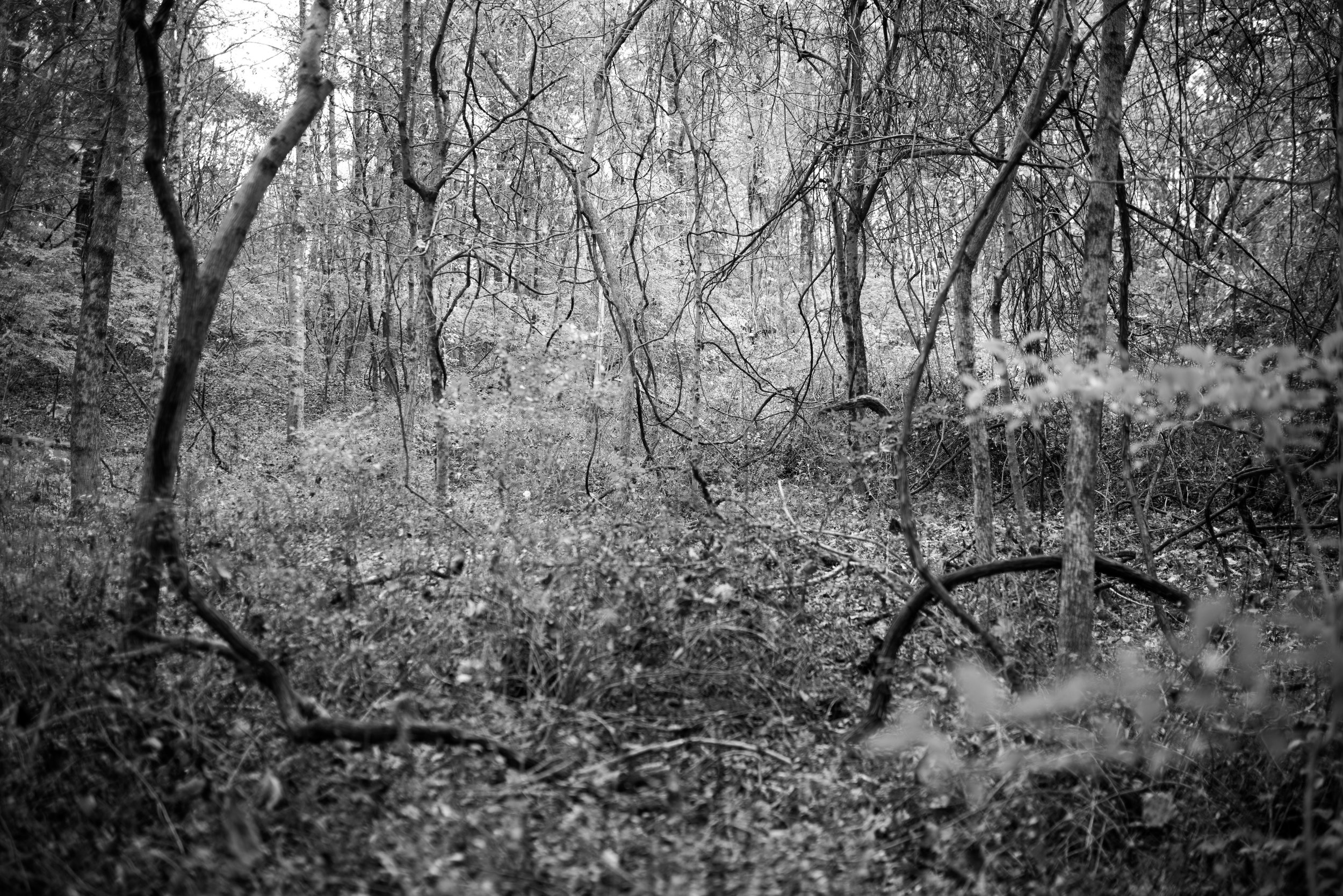 forest_vines-3.jpg