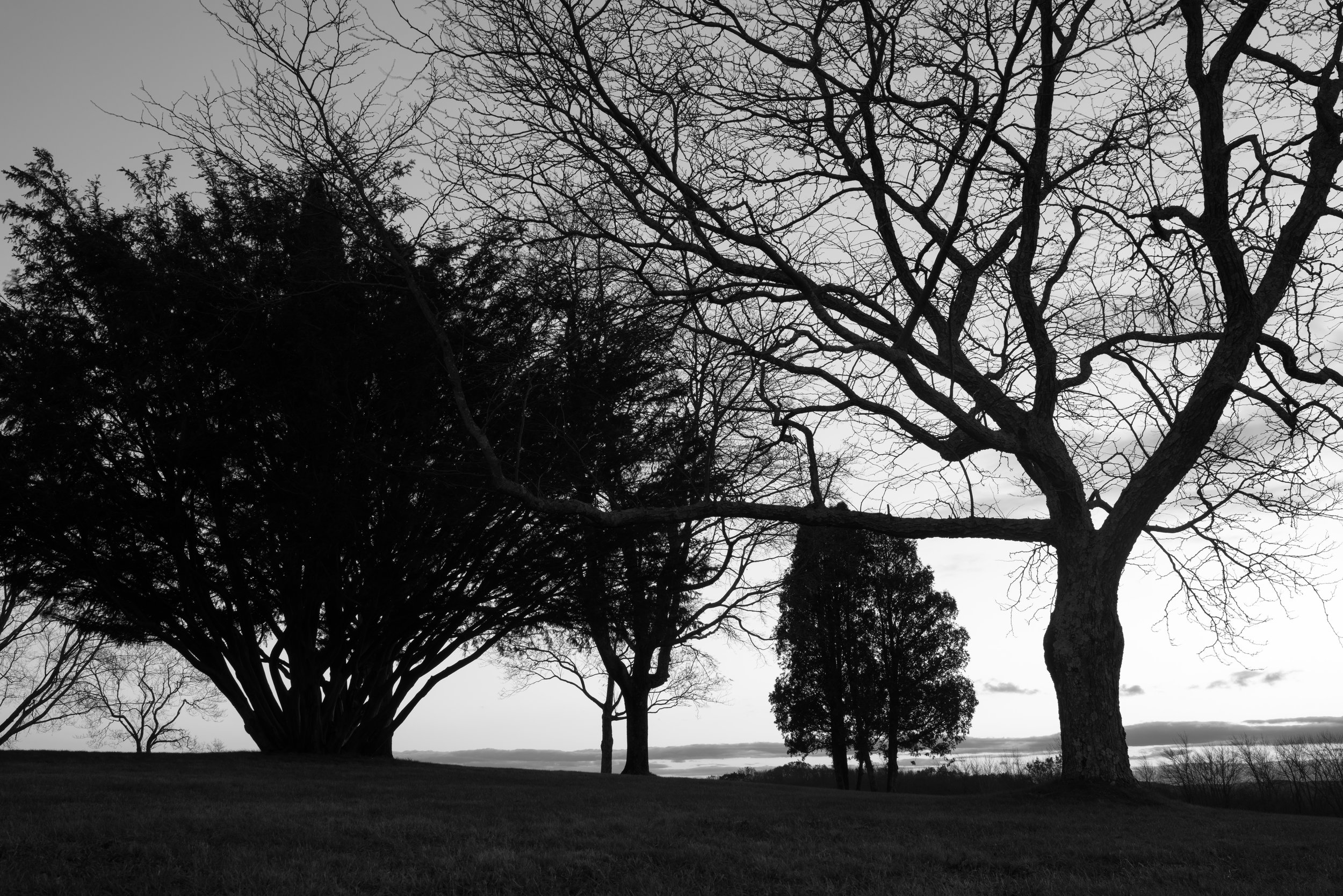 trees_sunset_holcomb.jpg