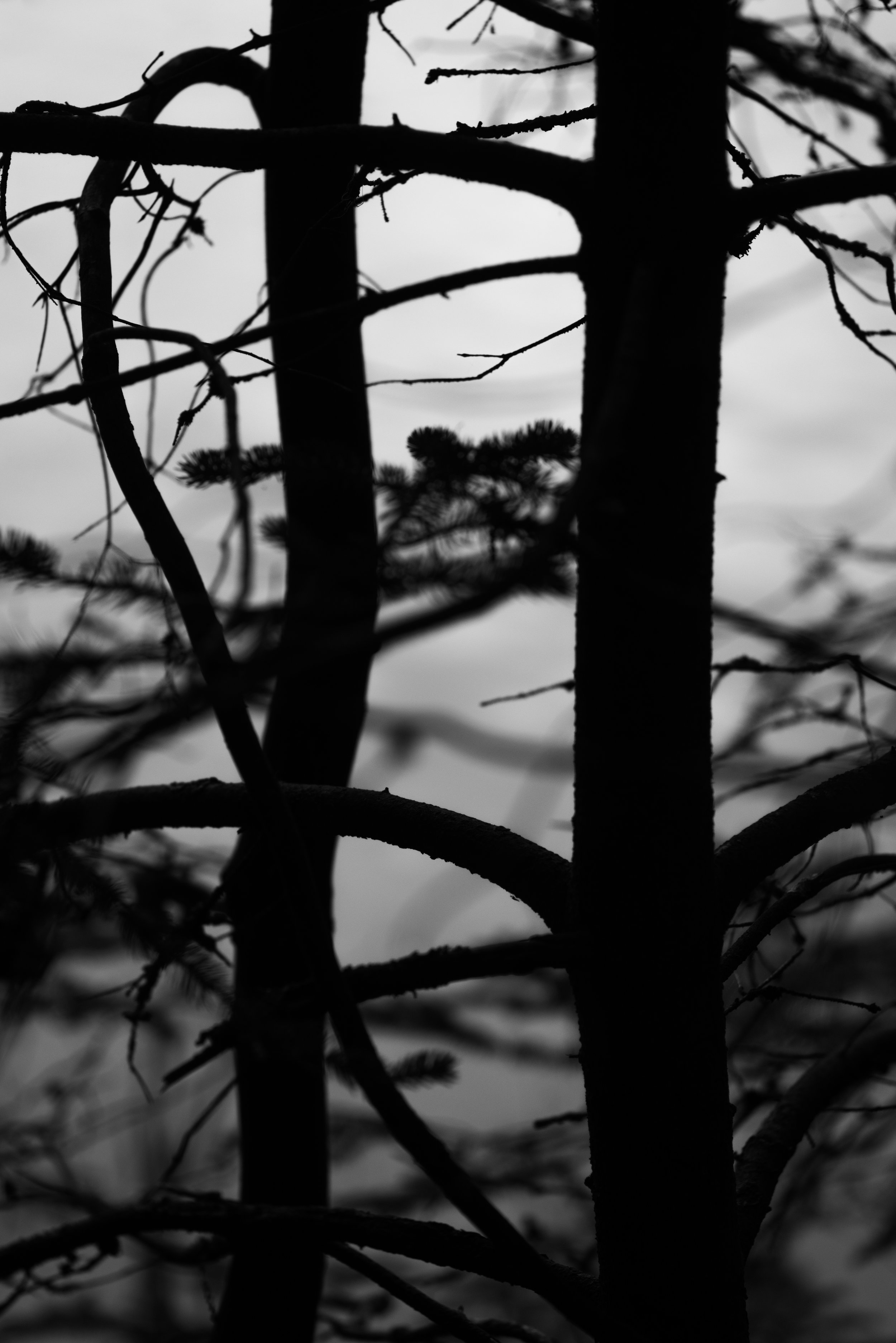 branches_twilight.jpg