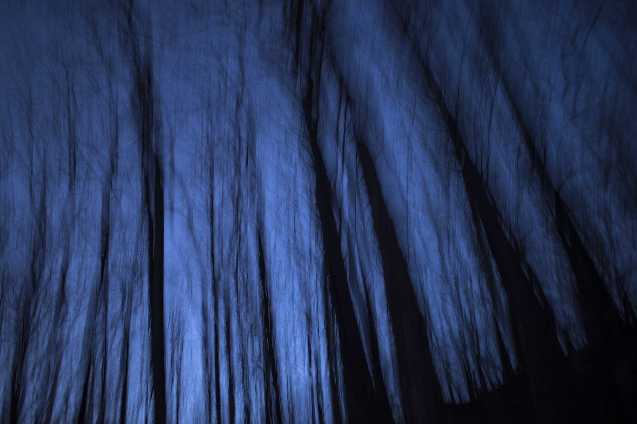 deep_blue_trees_at_night.jpg