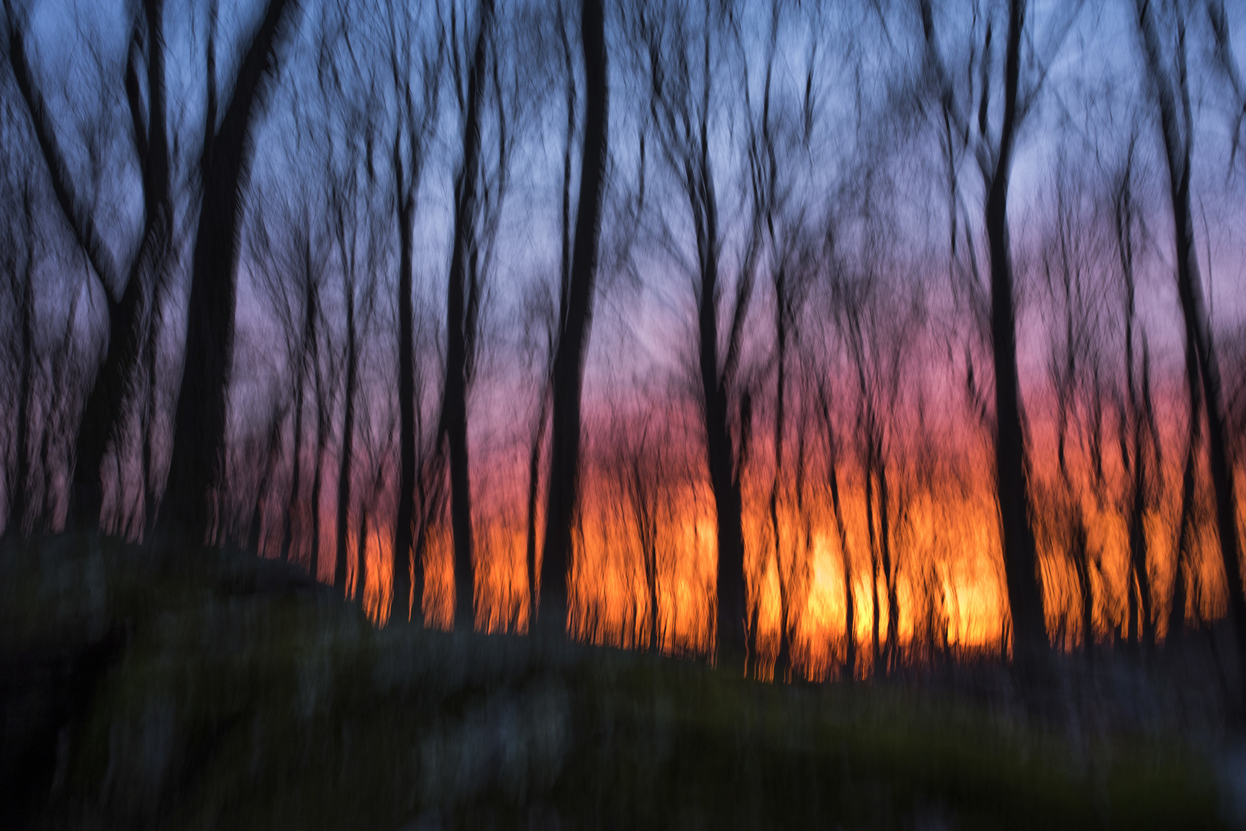 colors_forest_sunset.jpg