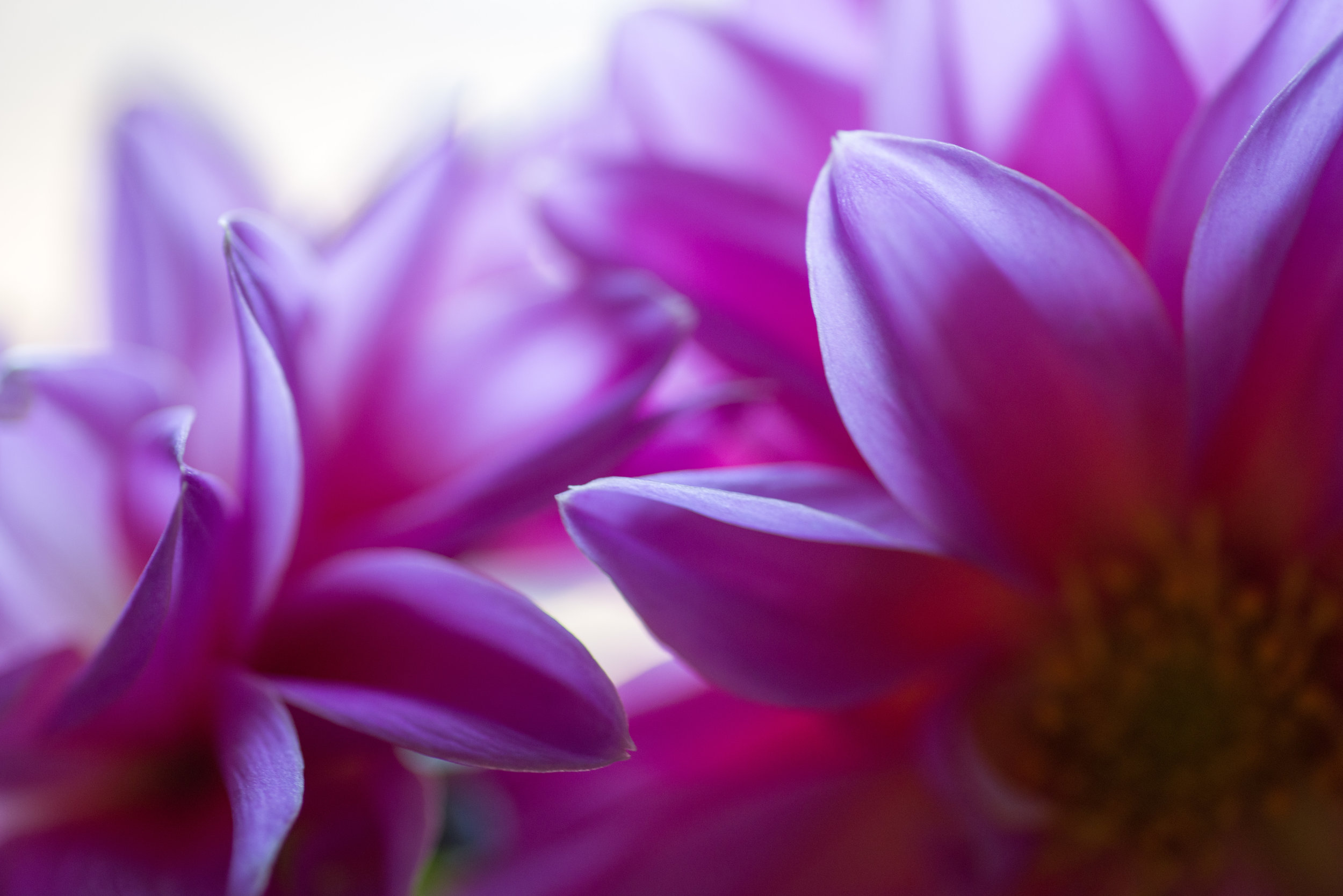 blossom_closeup.jpg